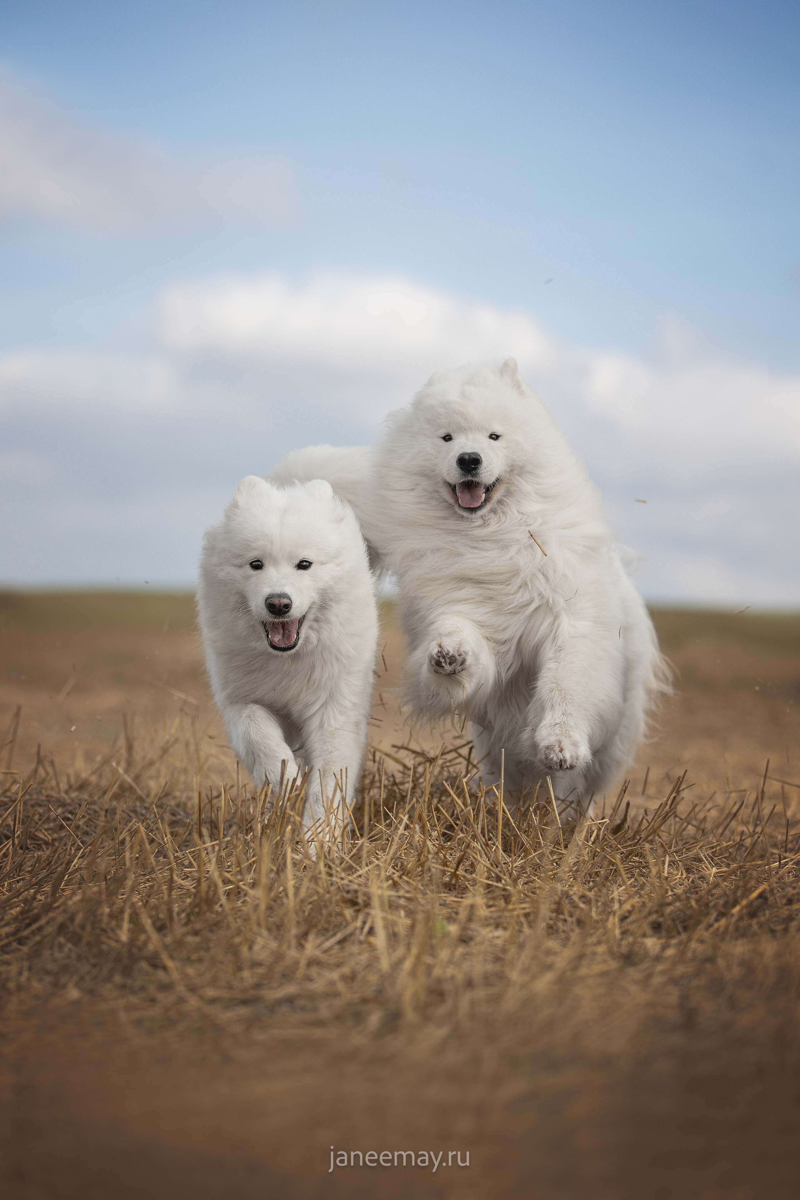 Фото собак, животных осенью. Фотограф анималист в Москве Майорова Евгения