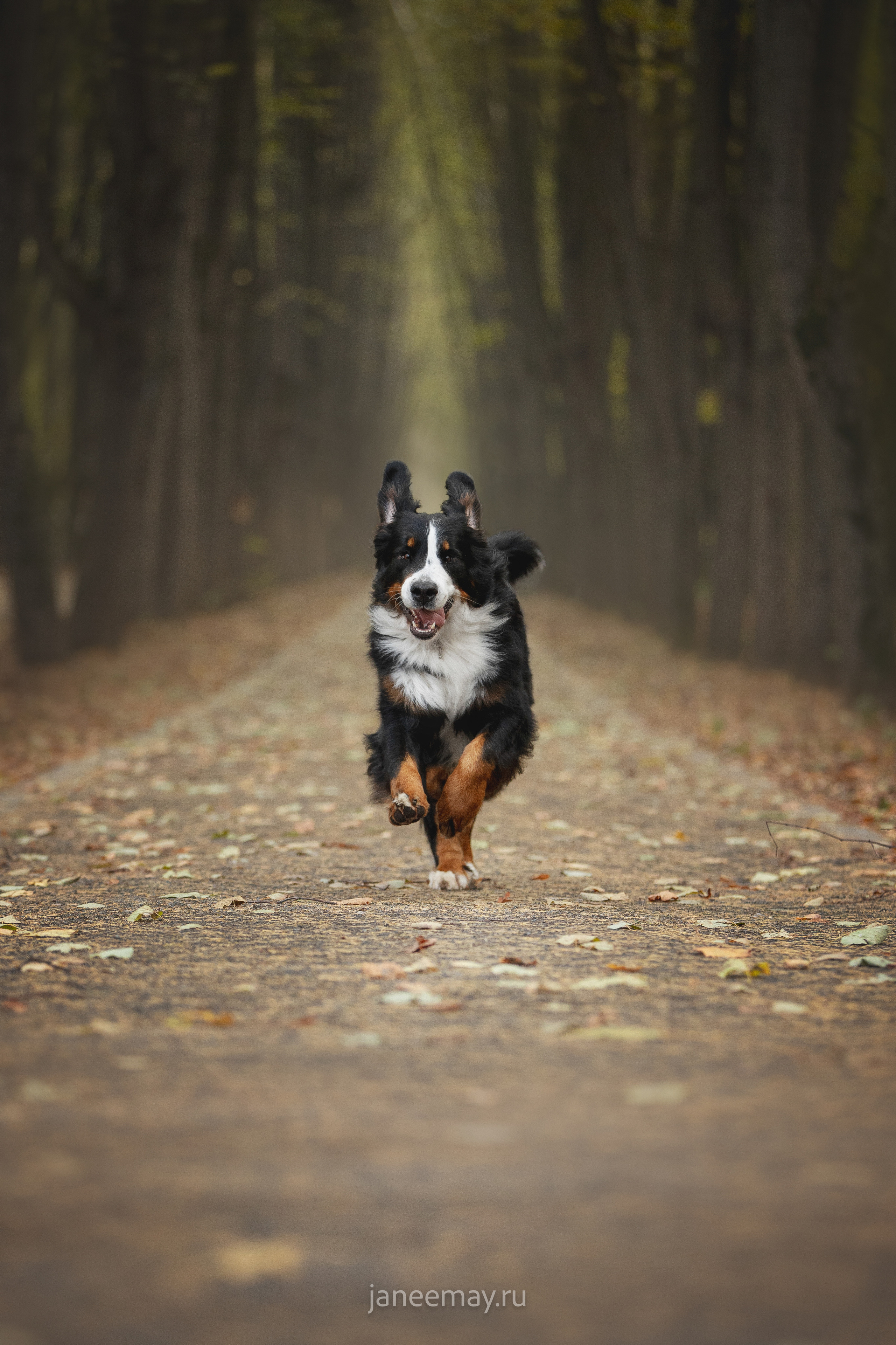 Ирина, Сергей и Твикси. Фотограф анималист в Москве Майорова Евгения
