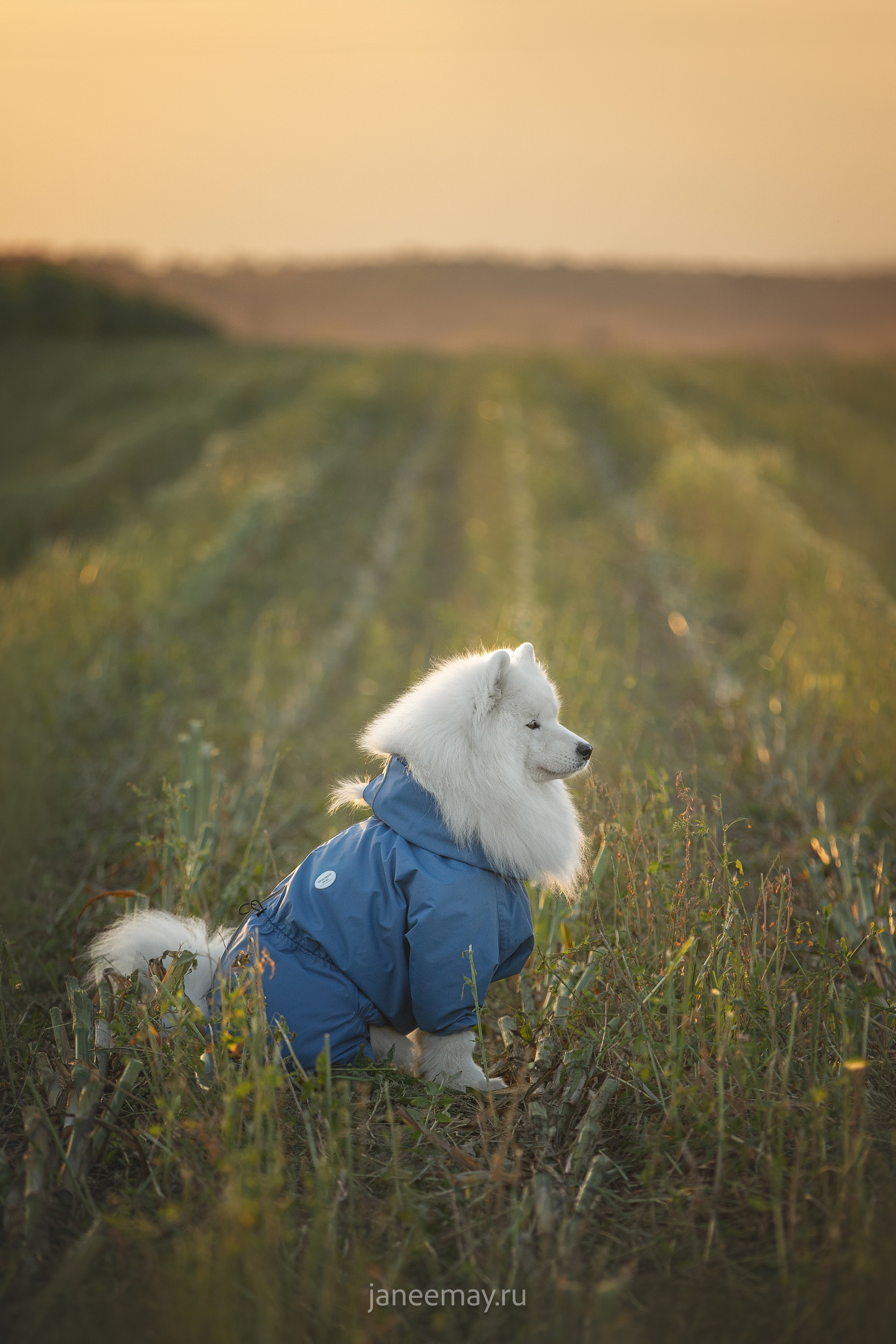 Фото собак, животных осенью. Фотограф анималист в Москве Майорова Евгения