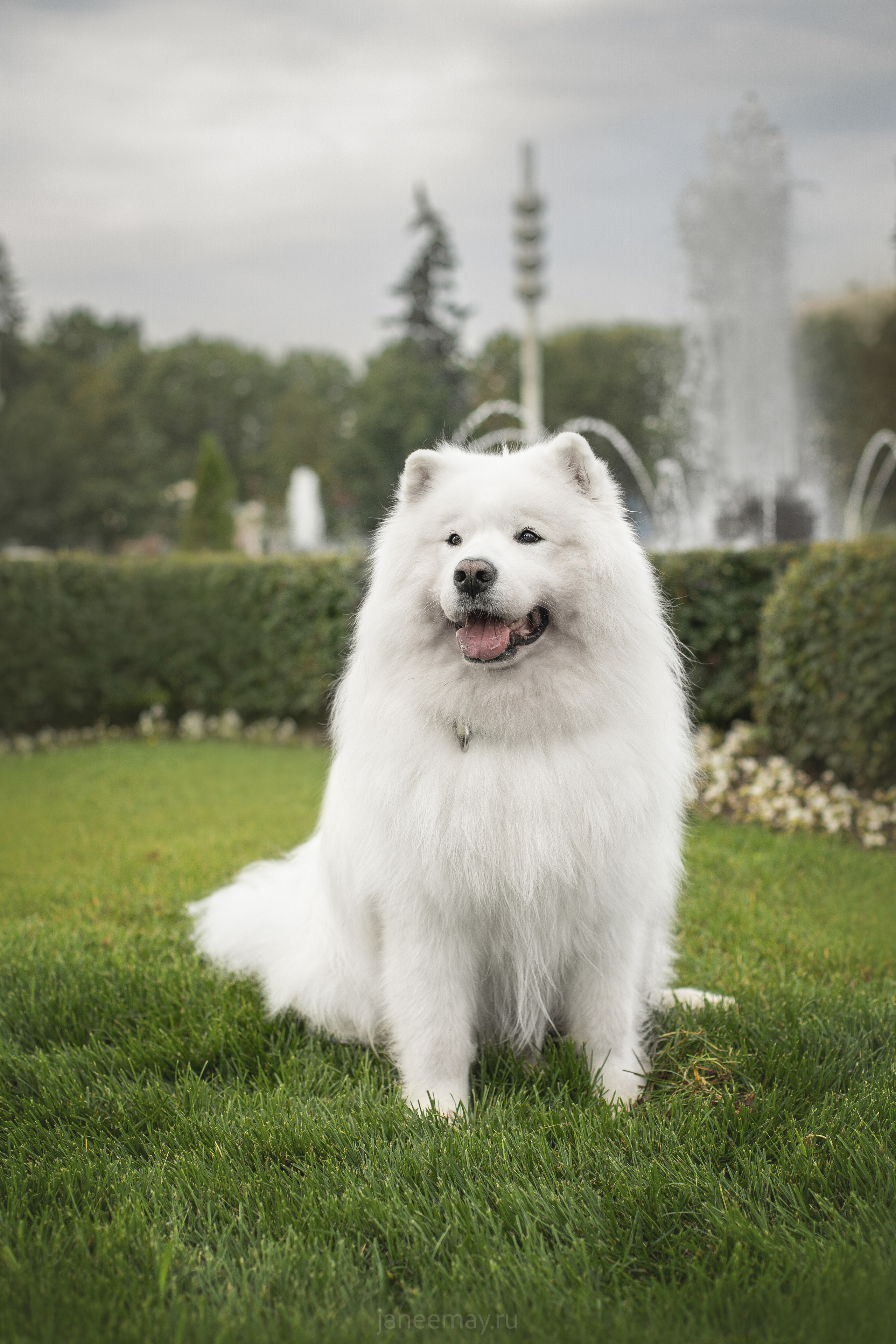 Дана, Никос, Теди и Люкс. Фотограф анималист в Москве Майорова Евгения