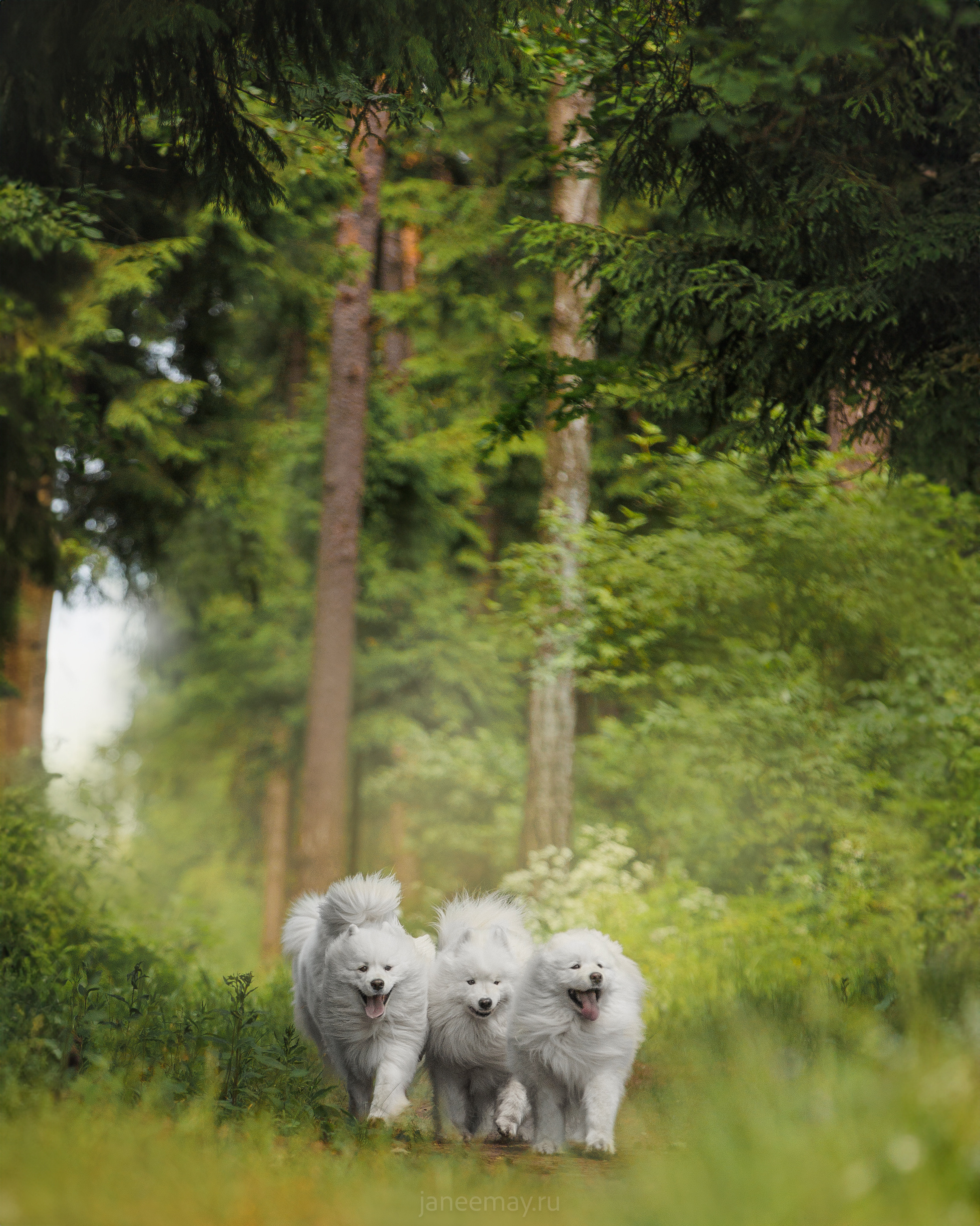 Фото собак, животных летом. Фотограф анималист в Москве Майорова Евгения