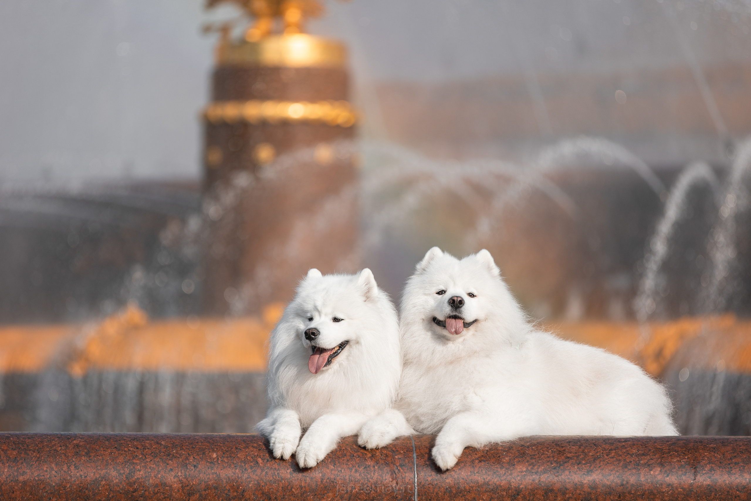 Дана, Никос, Теди и Люкс. Фотограф анималист в Москве Майорова Евгения