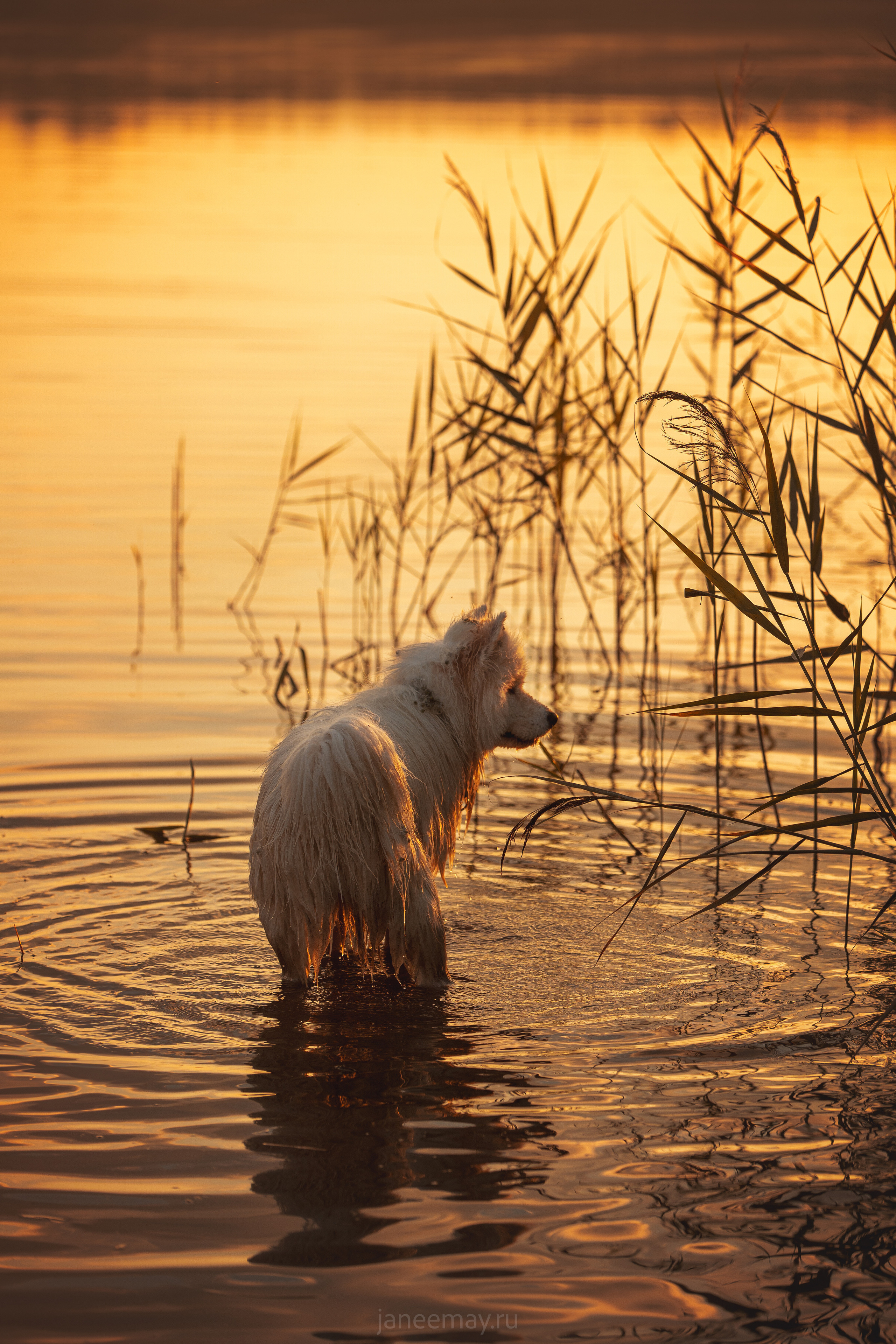 Фото собак, животных летом. Фотограф анималист в Москве Майорова Евгения