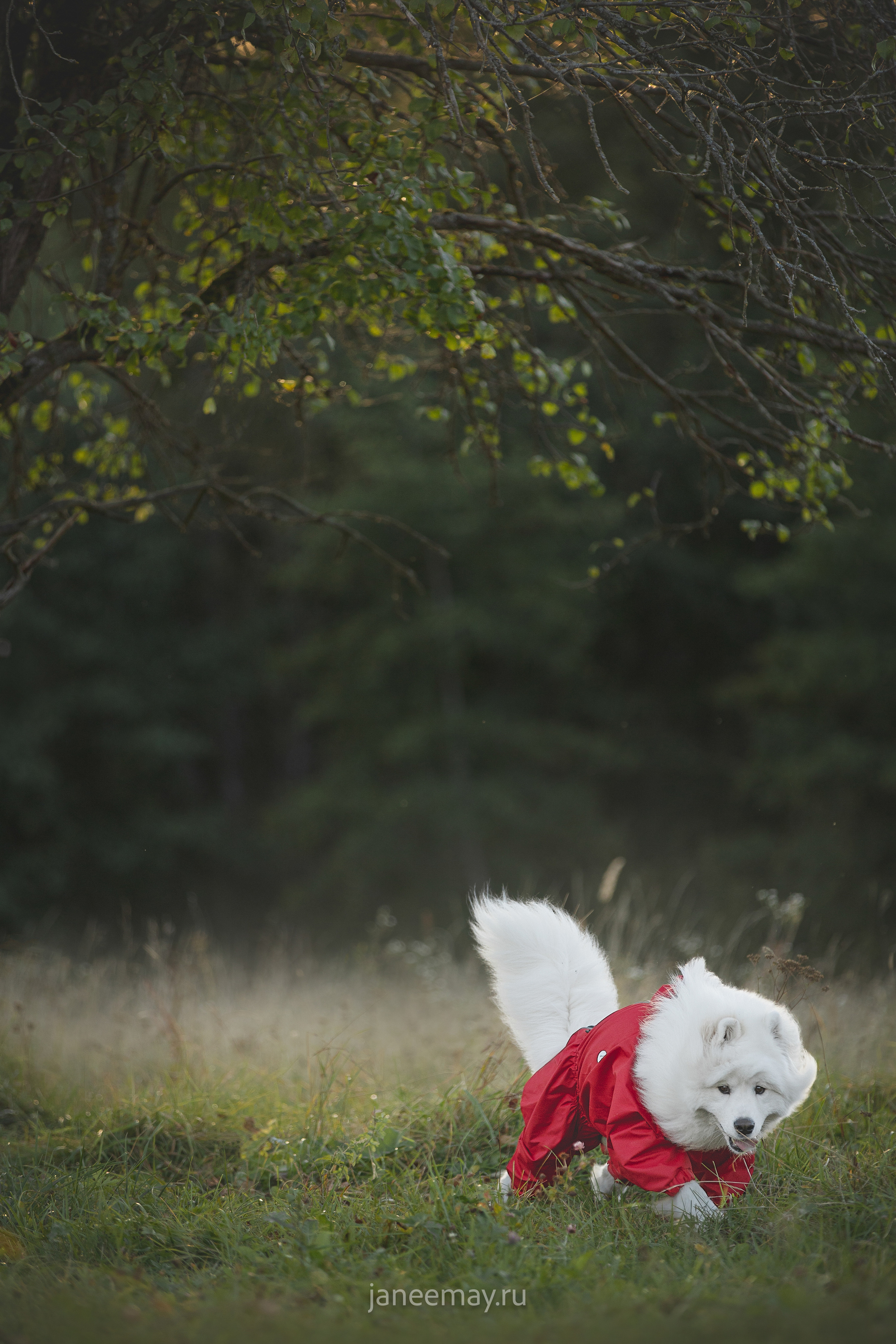 Фото собак, животных осенью. Фотограф анималист в Москве Майорова Евгения
