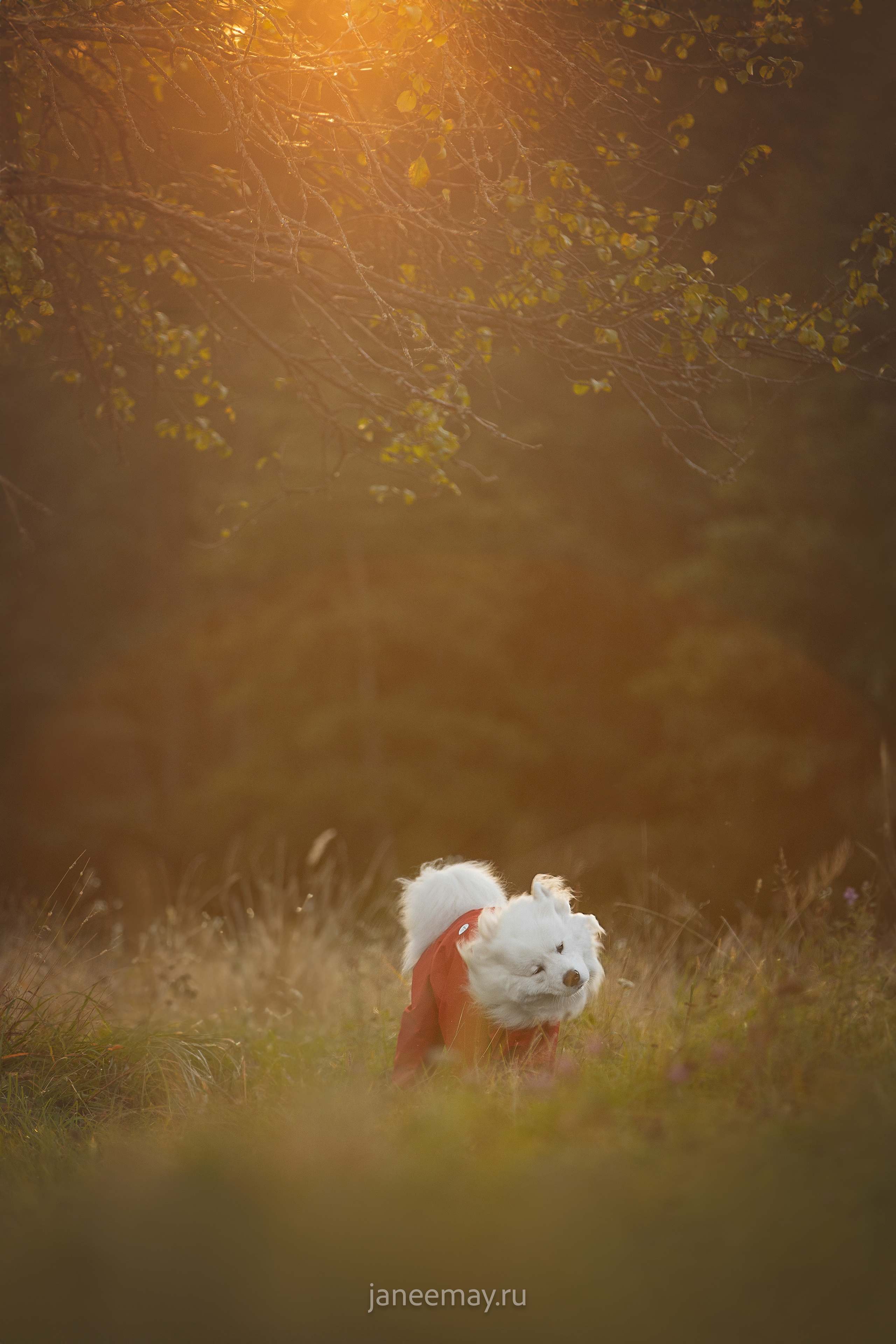 Фото собак, животных осенью. Фотограф анималист в Москве Майорова Евгения