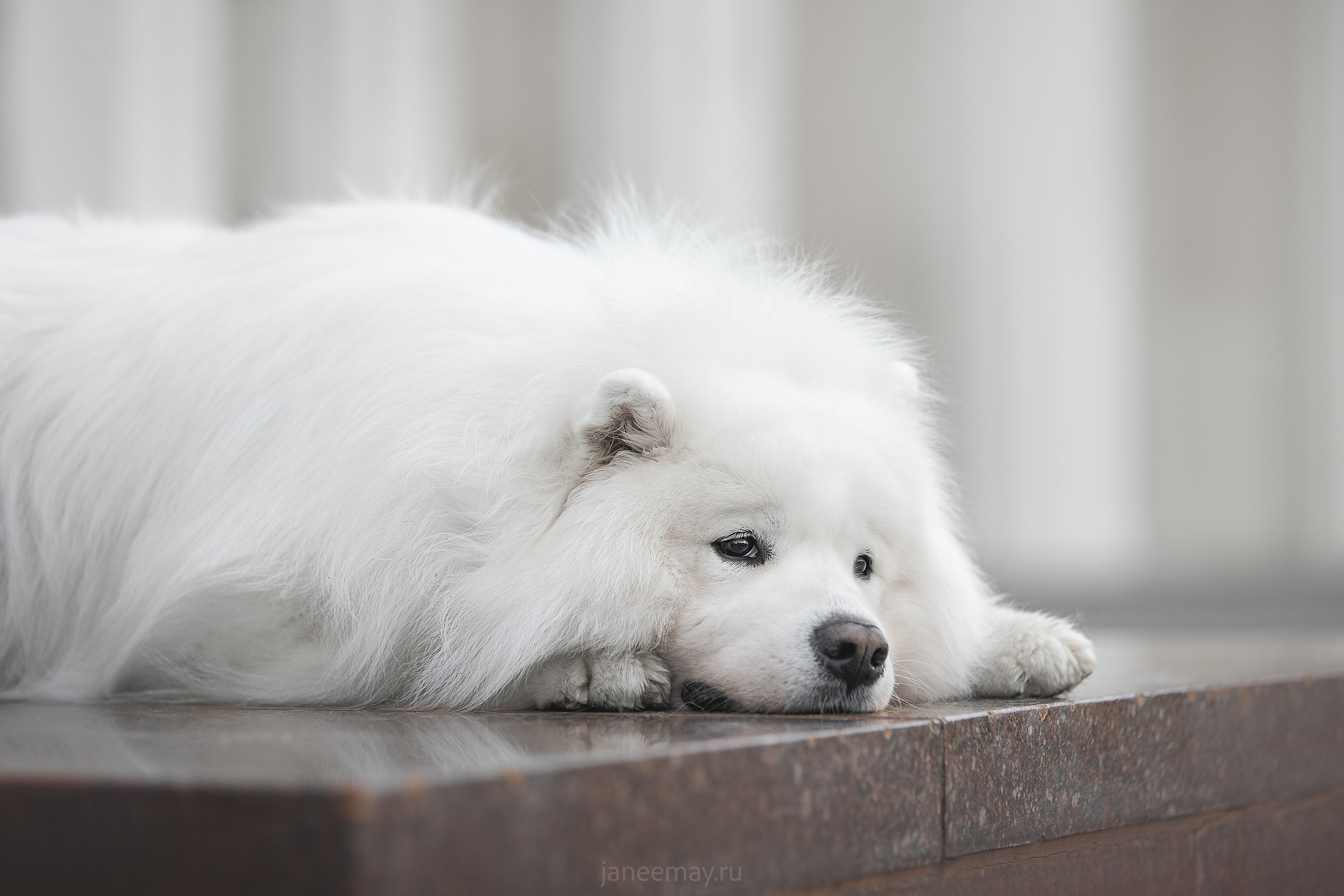 Дана, Никос, Теди и Люкс. Фотограф анималист в Москве Майорова Евгения