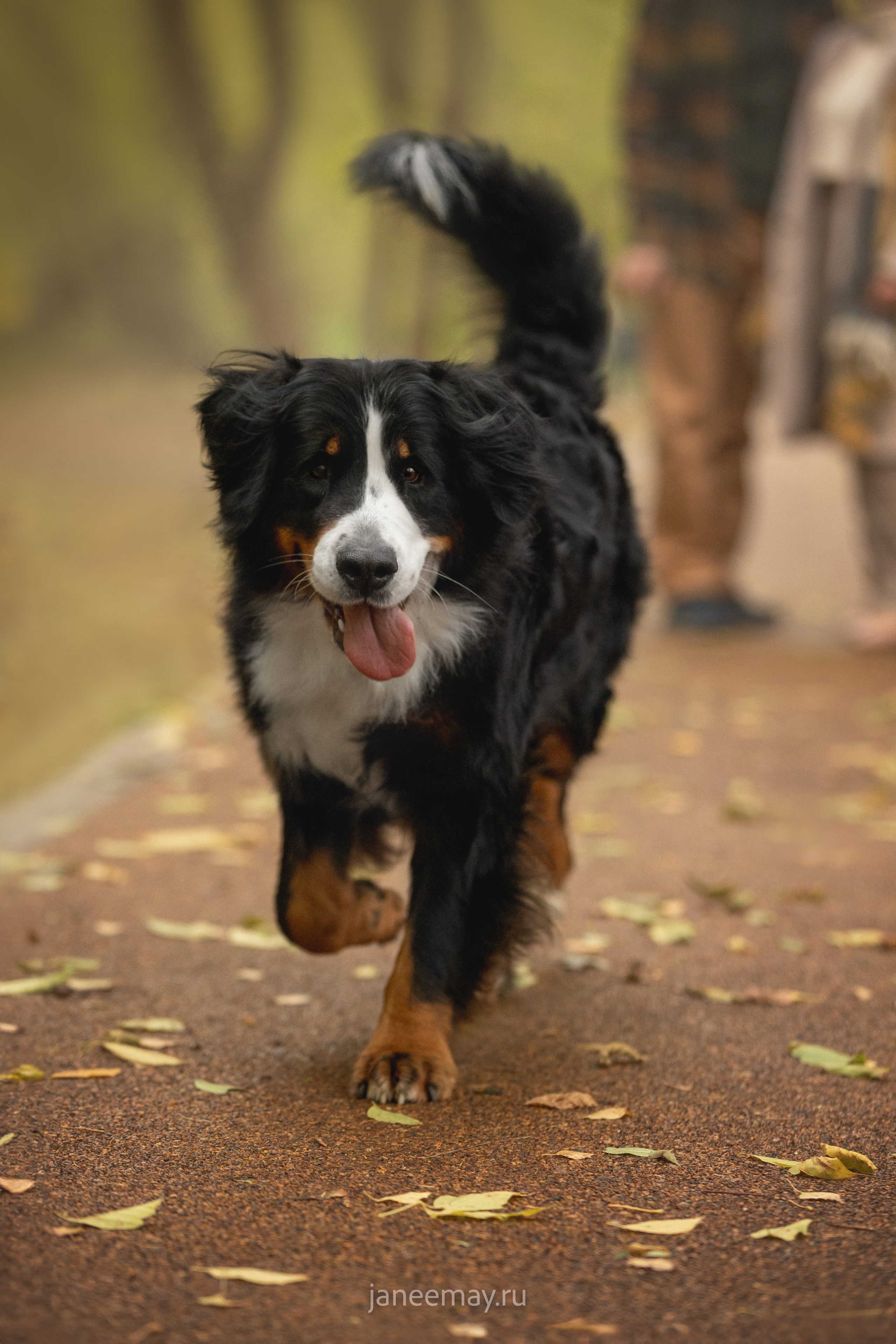 Ирина, Сергей и Твикси. Фотограф анималист в Москве Майорова Евгения