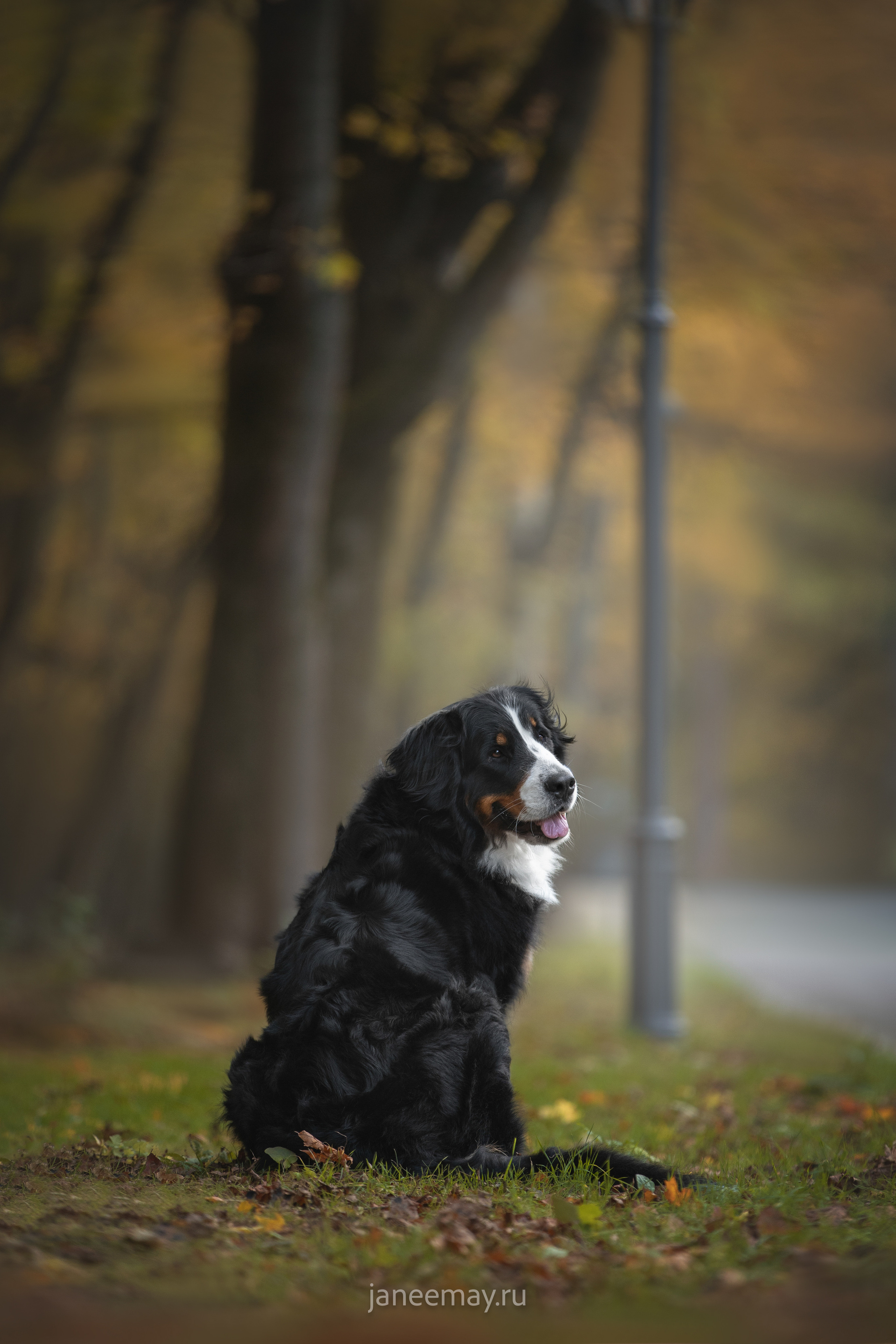 Ирина, Сергей и Твикси. Фотограф анималист в Москве Майорова Евгения