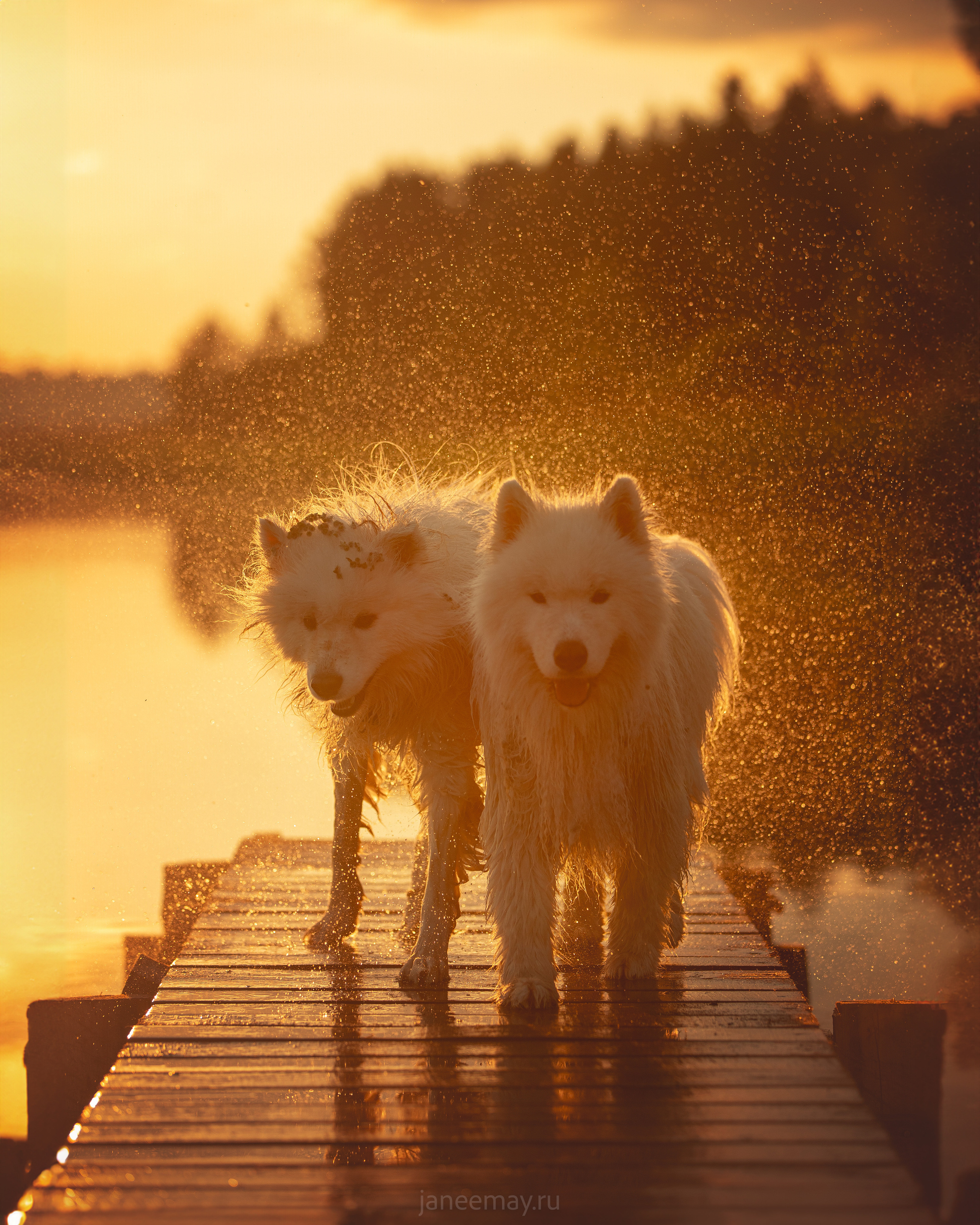 Фото собак, животных летом. Фотограф анималист в Москве Майорова Евгения