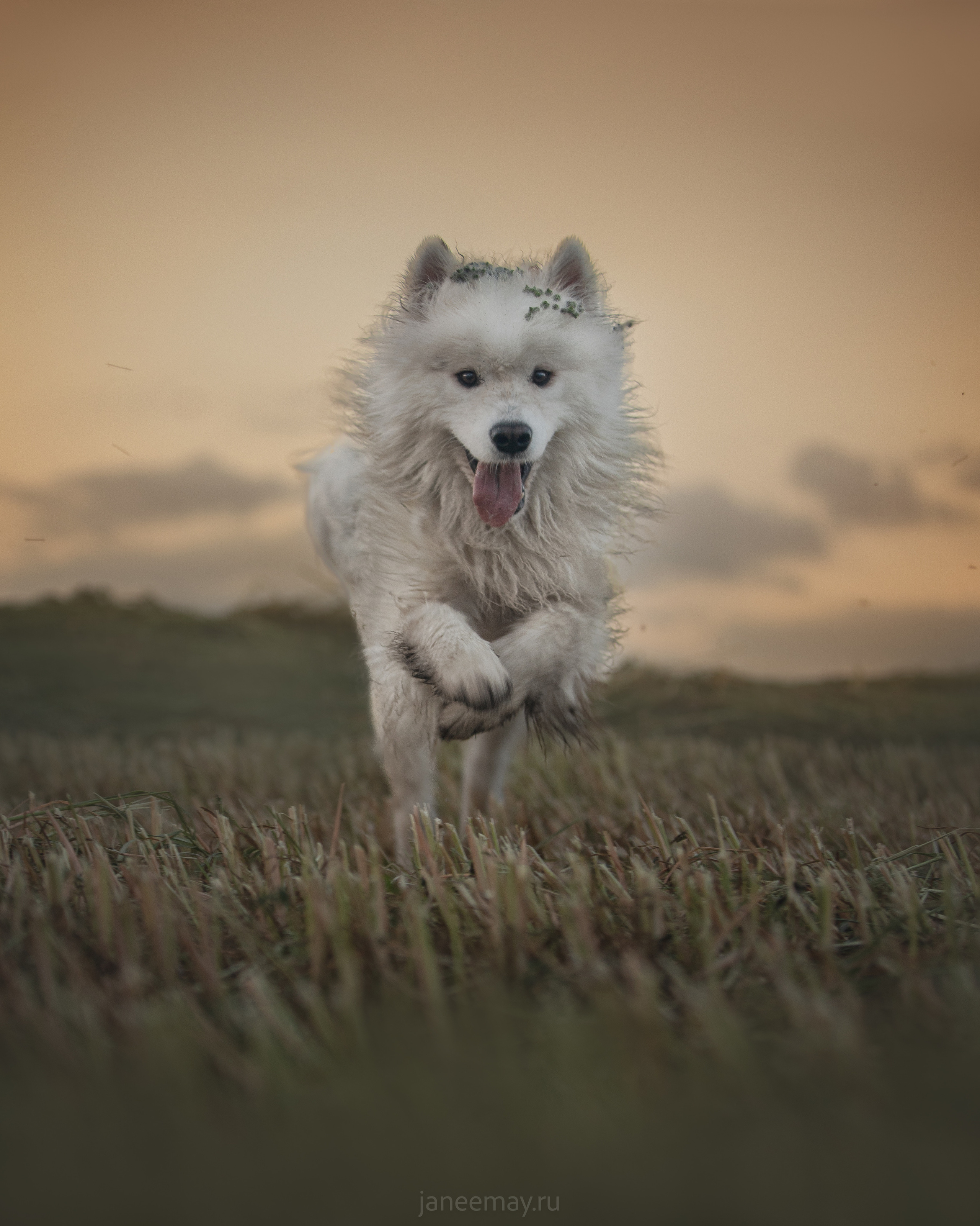 Фото собак, животных летом. Фотограф анималист в Москве Майорова Евгения