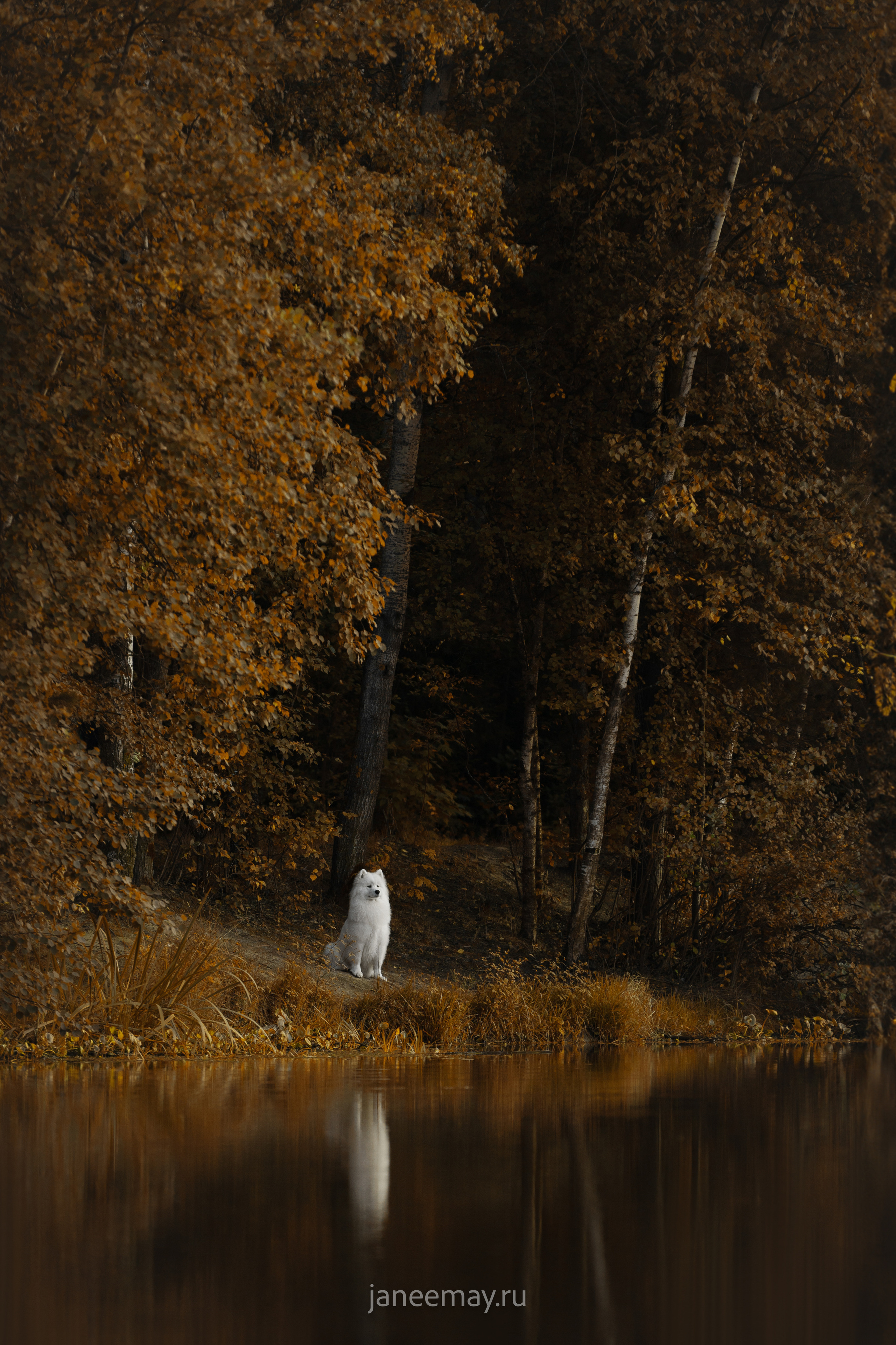 Фото собак, животных осенью. Фотограф анималист в Москве Майорова Евгения