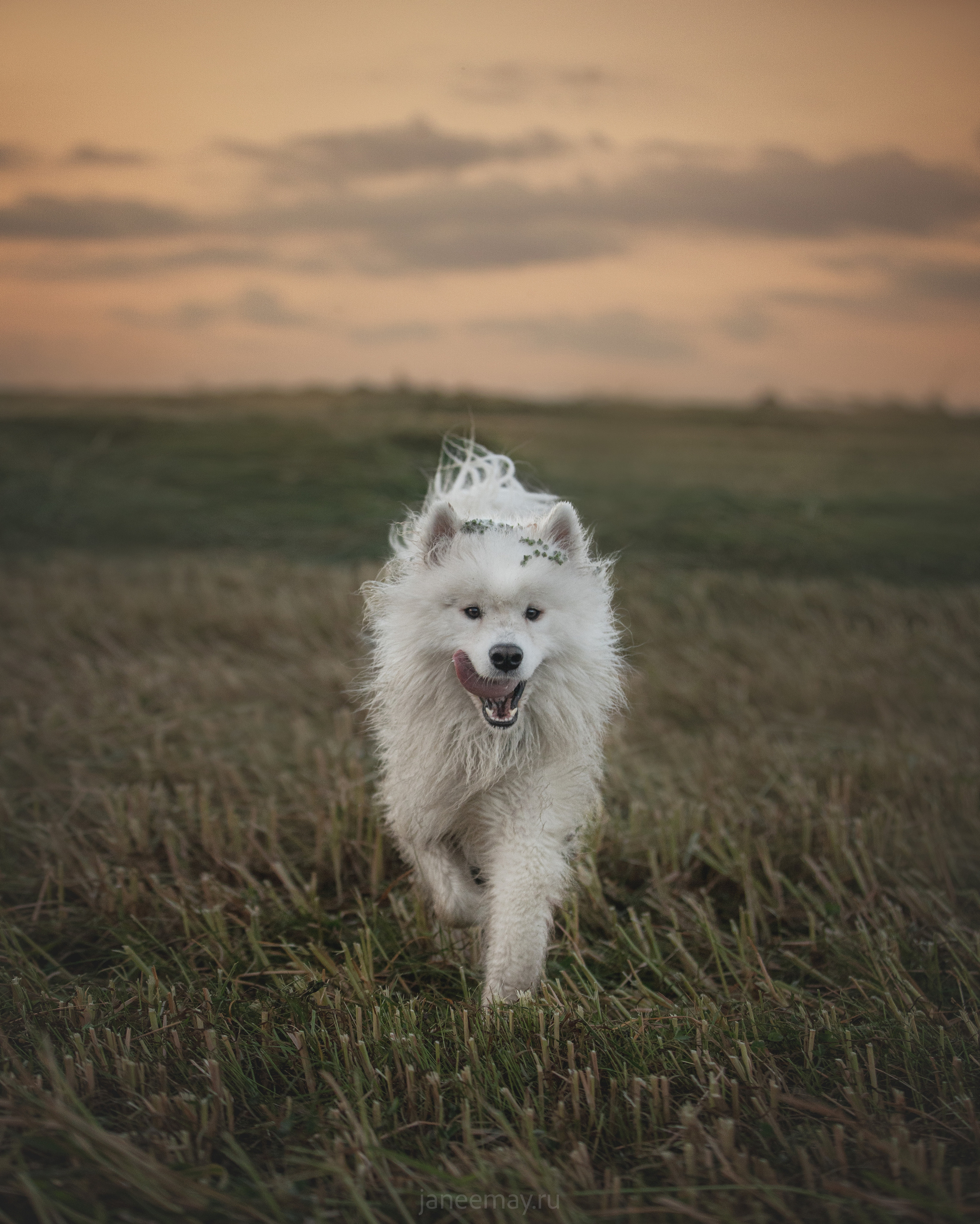 Фото собак, животных летом. Фотограф анималист в Москве Майорова Евгения