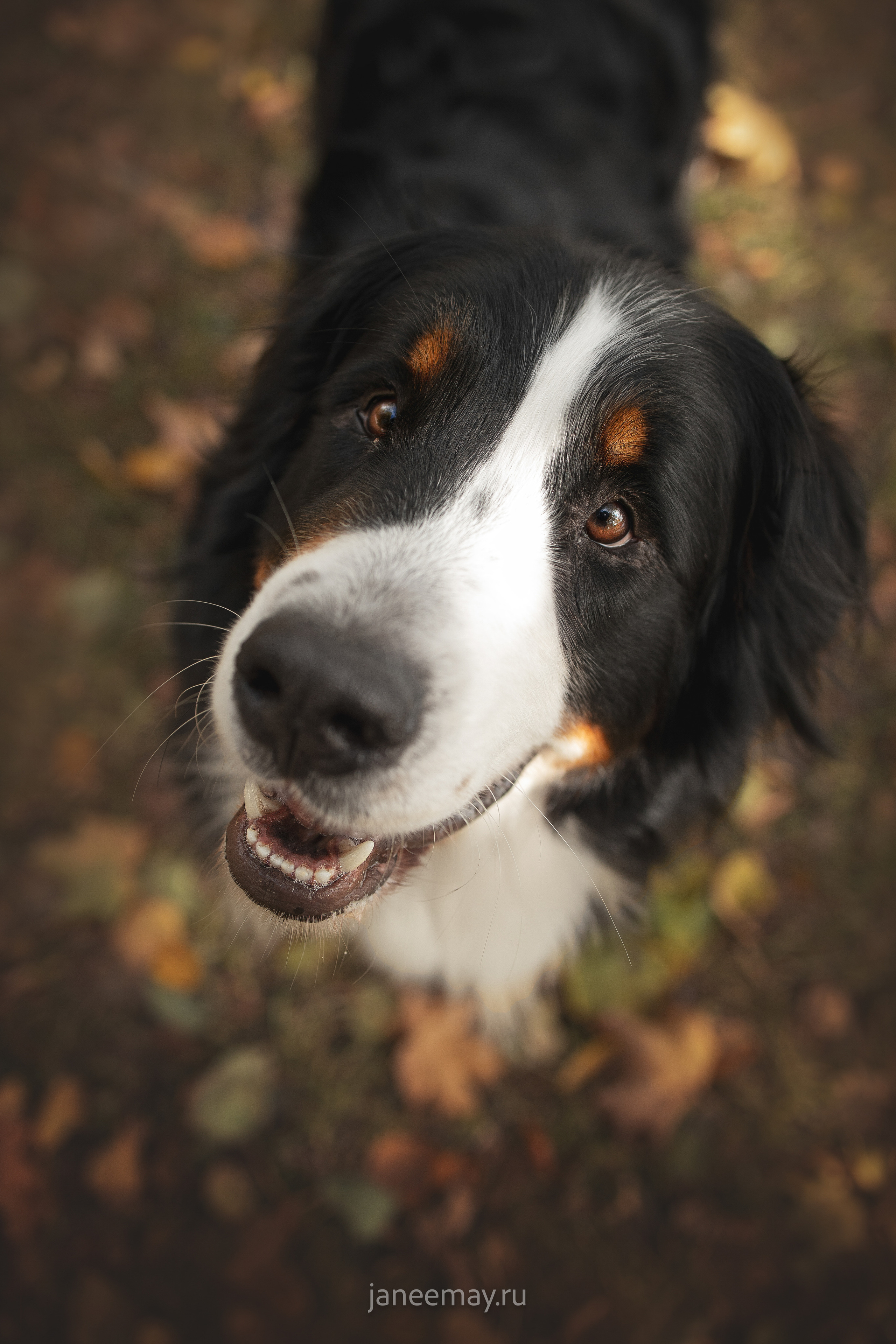 Ирина, Сергей и Твикси. Фотограф анималист в Москве Майорова Евгения