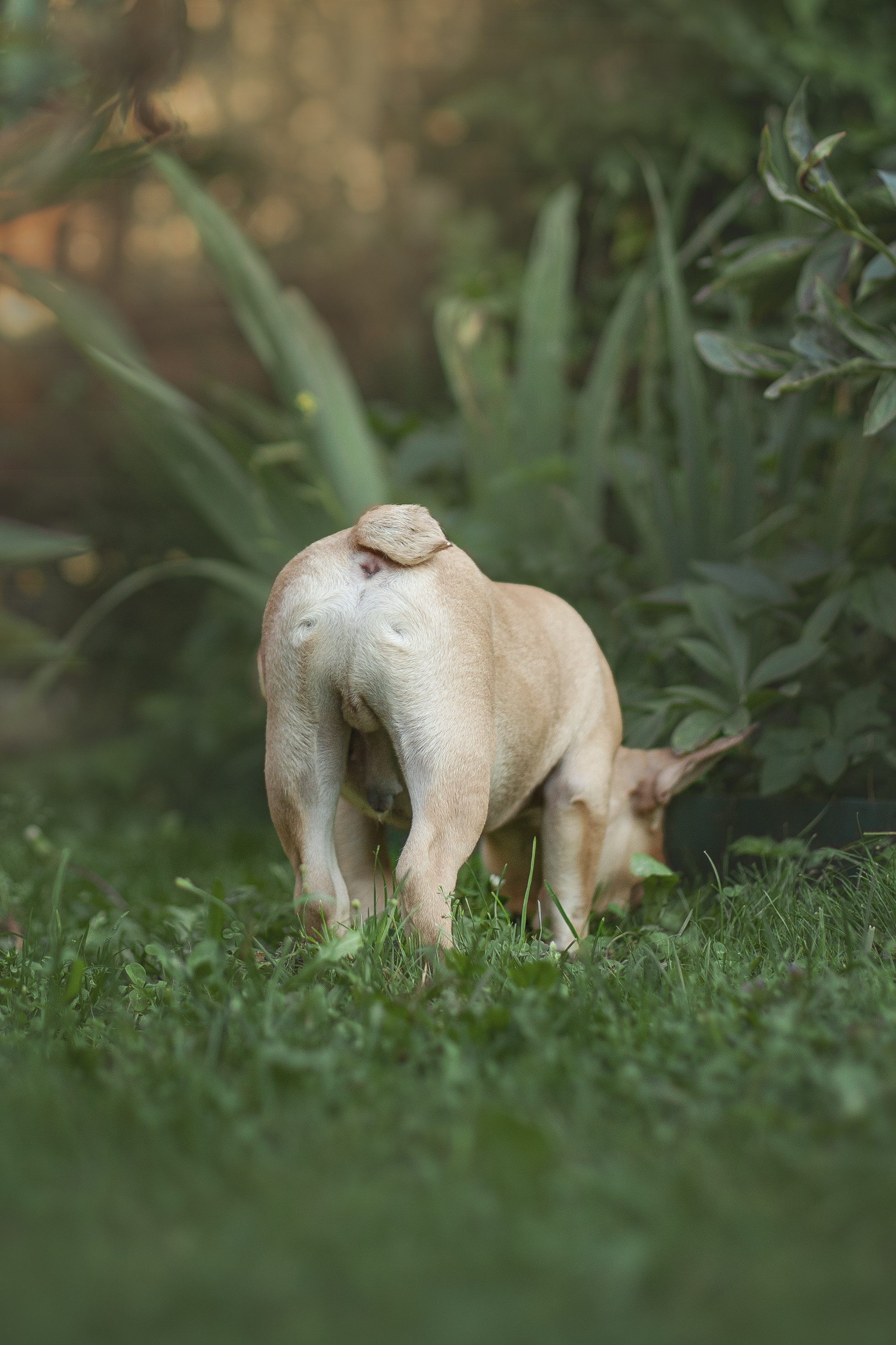Валерия и Финик. Фотограф анималист в Москве Майорова Евгения