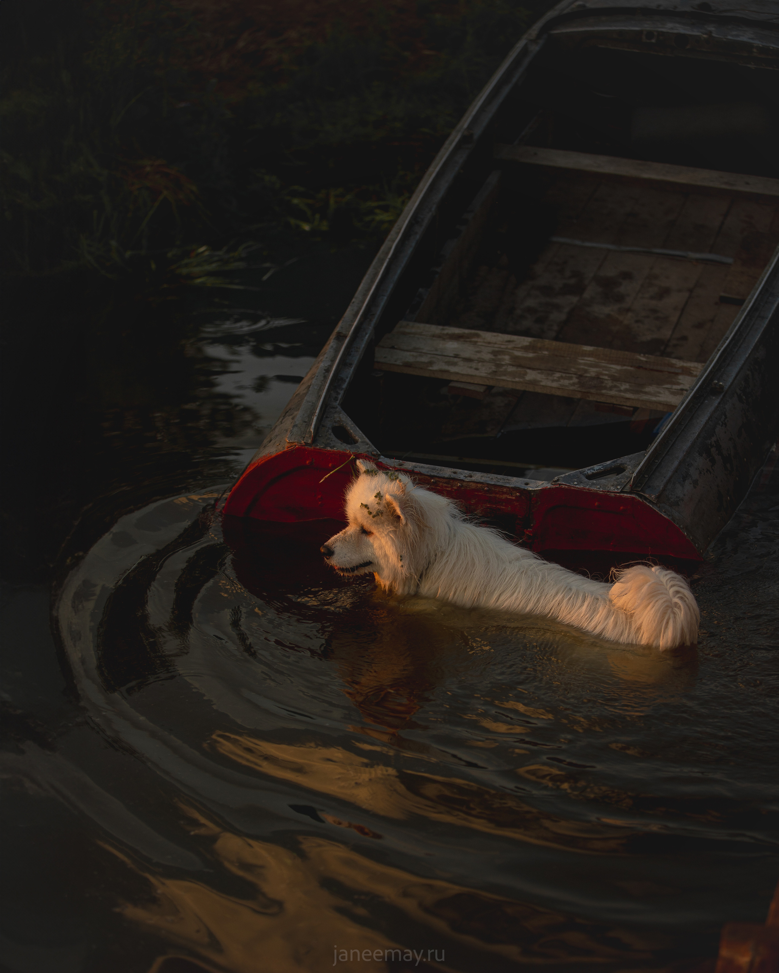 Фото собак, животных летом. Фотограф анималист в Москве Майорова Евгения