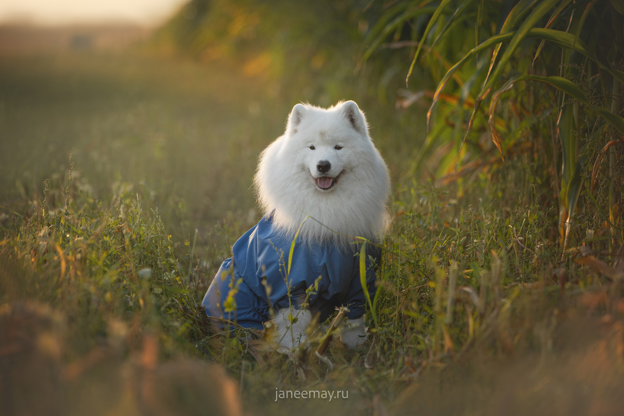 Фото собак, животных осенью. Фотограф анималист в Москве Майорова Евгения