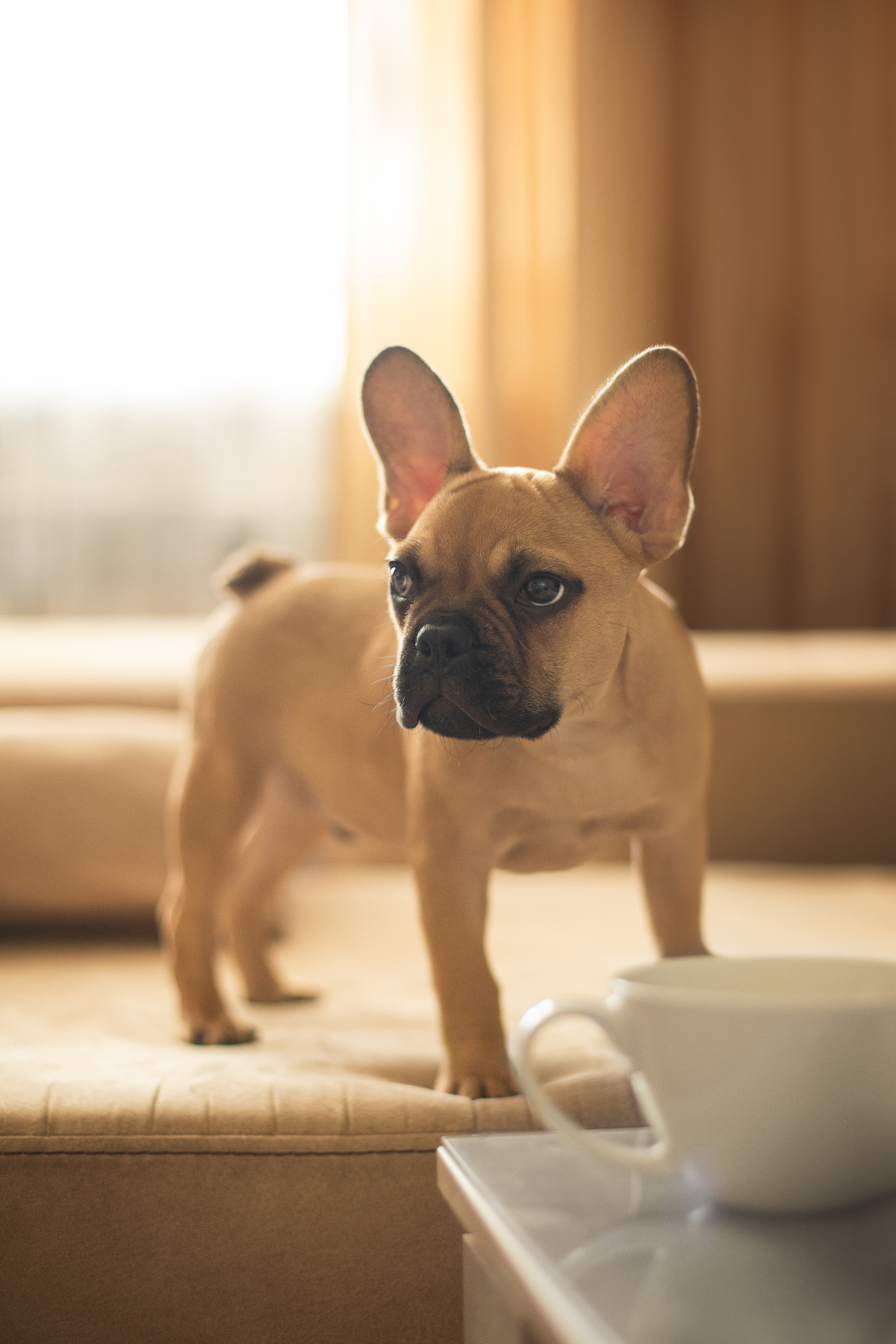 Валерия и Финик. Фотограф анималист в Москве Майорова Евгения