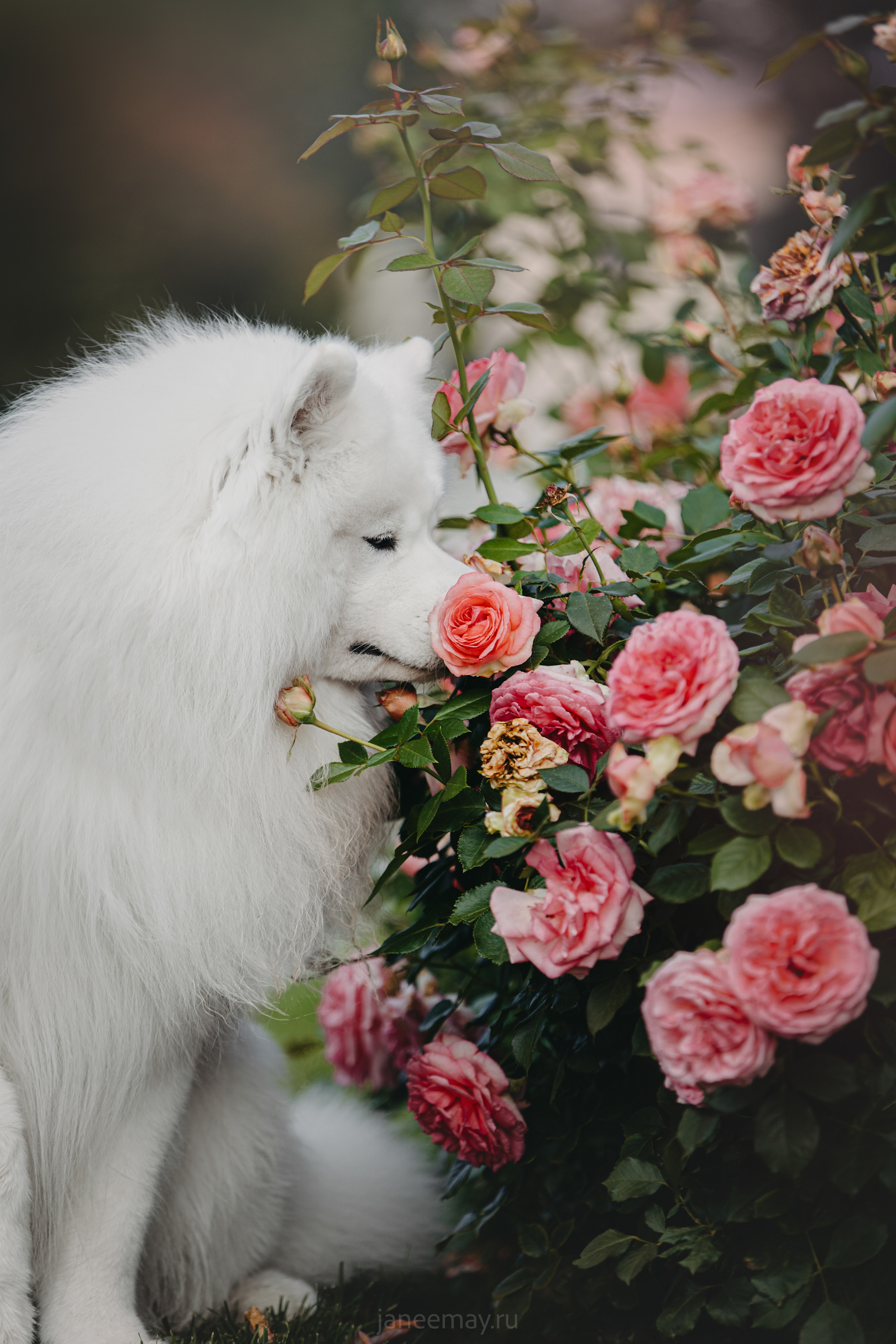 Дана, Никос, Теди и Люкс. Фотограф анималист в Москве Майорова Евгения