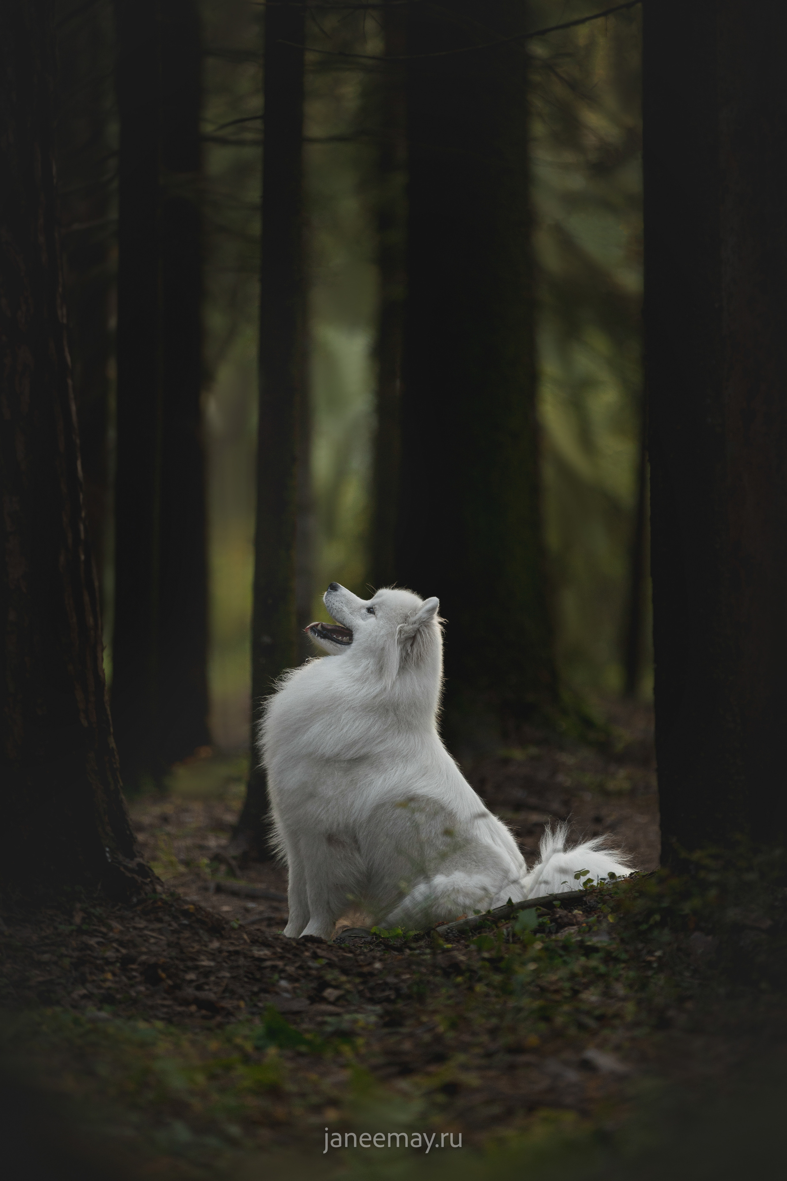 Фото собак, животных осенью. Фотограф анималист в Москве Майорова Евгения