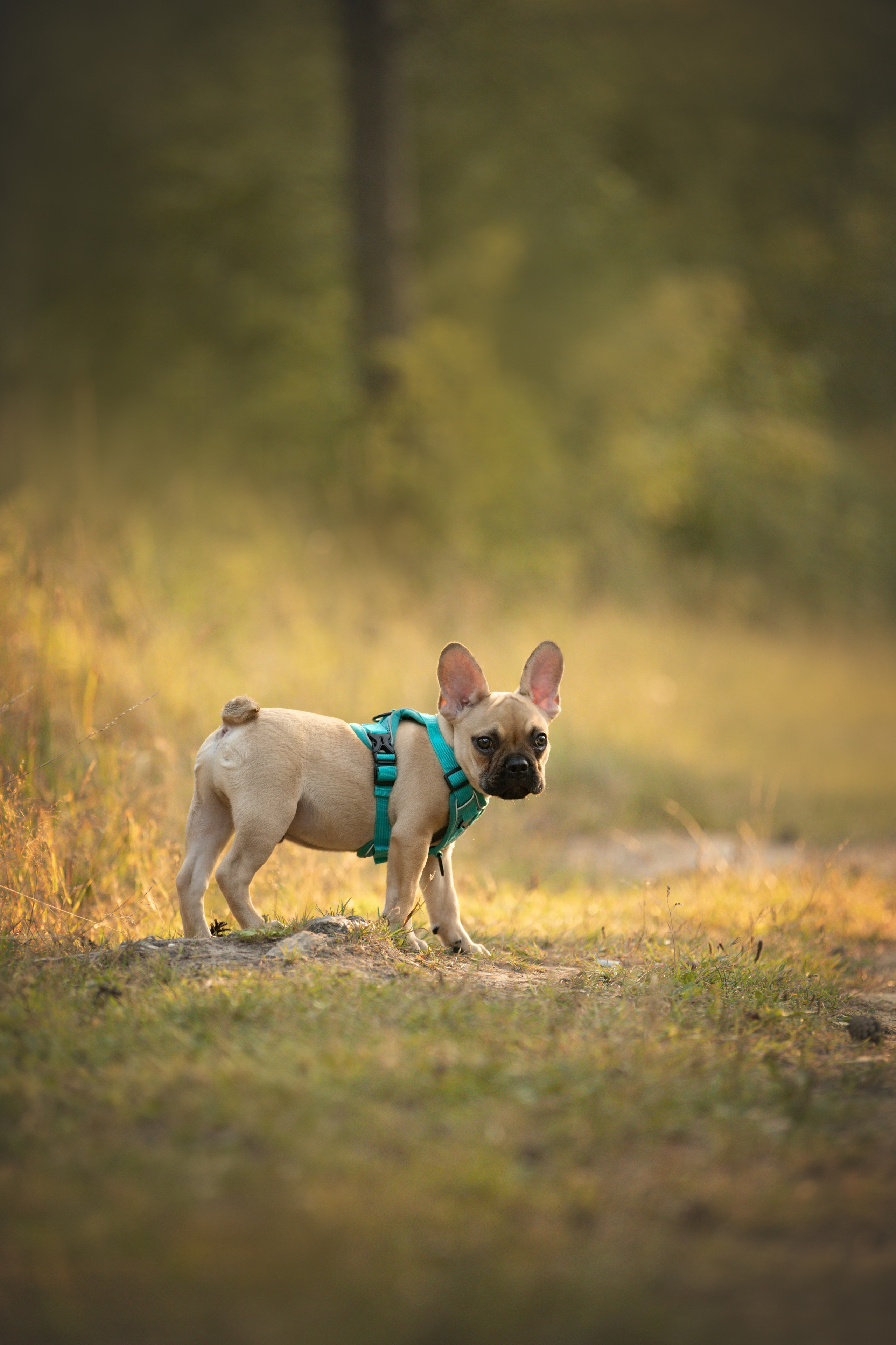 Валерия и Финик. Фотограф анималист в Москве Майорова Евгения