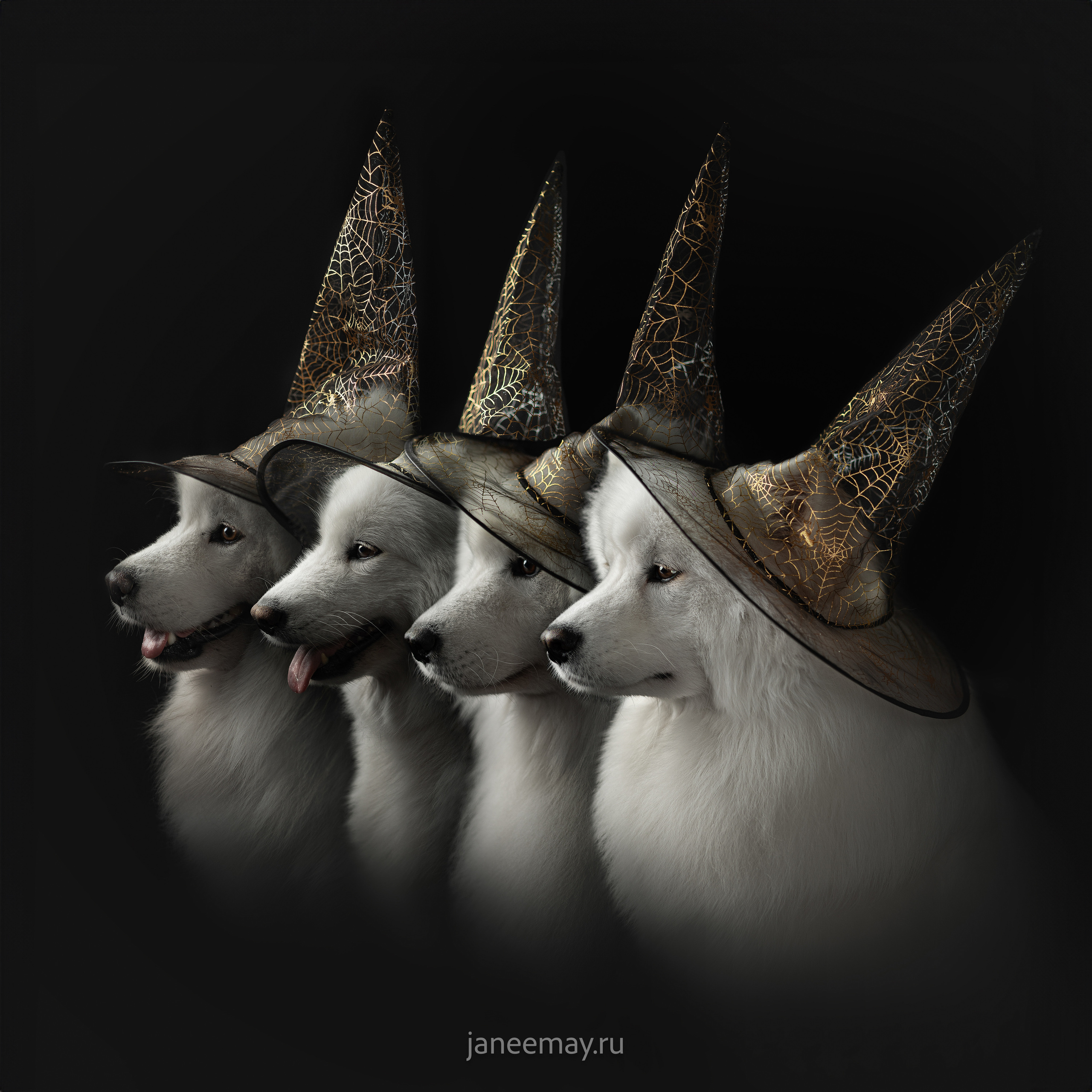 Фотосъемка собак в студии. Фотограф анималист в Москве Майорова Евгения