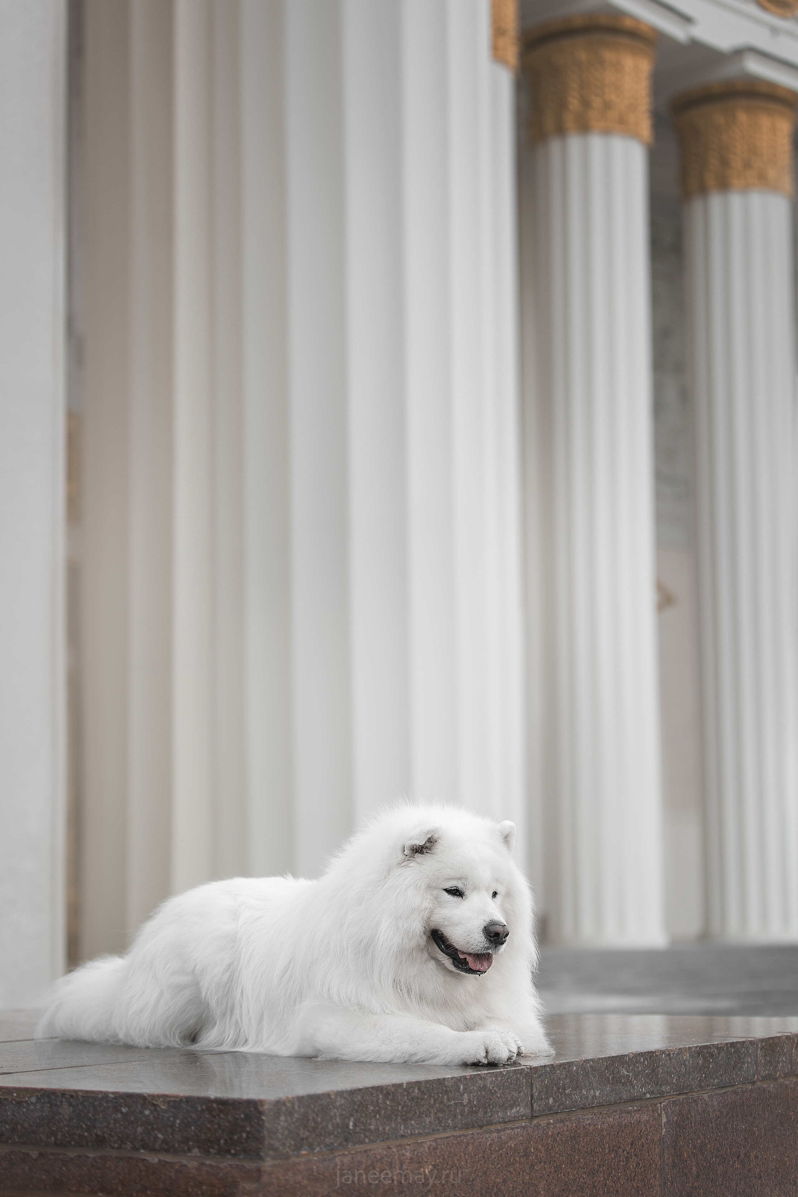 Дана, Никос, Теди и Люкс. Фотограф анималист в Москве Майорова Евгения