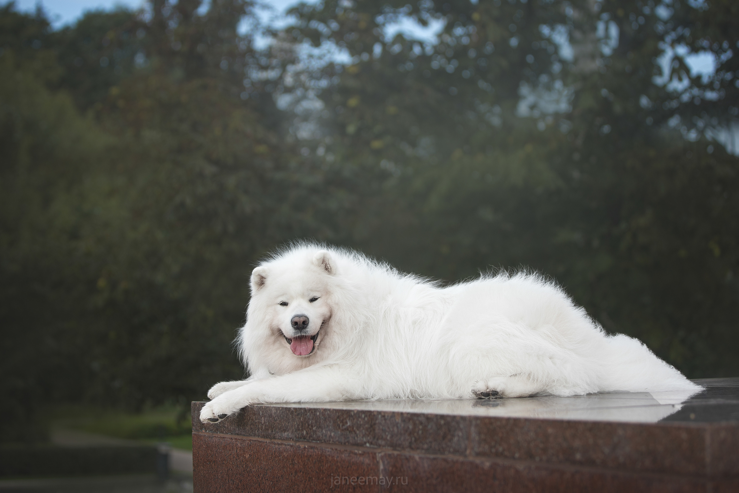 Дана, Никос, Теди и Люкс. Фотограф анималист в Москве Майорова Евгения