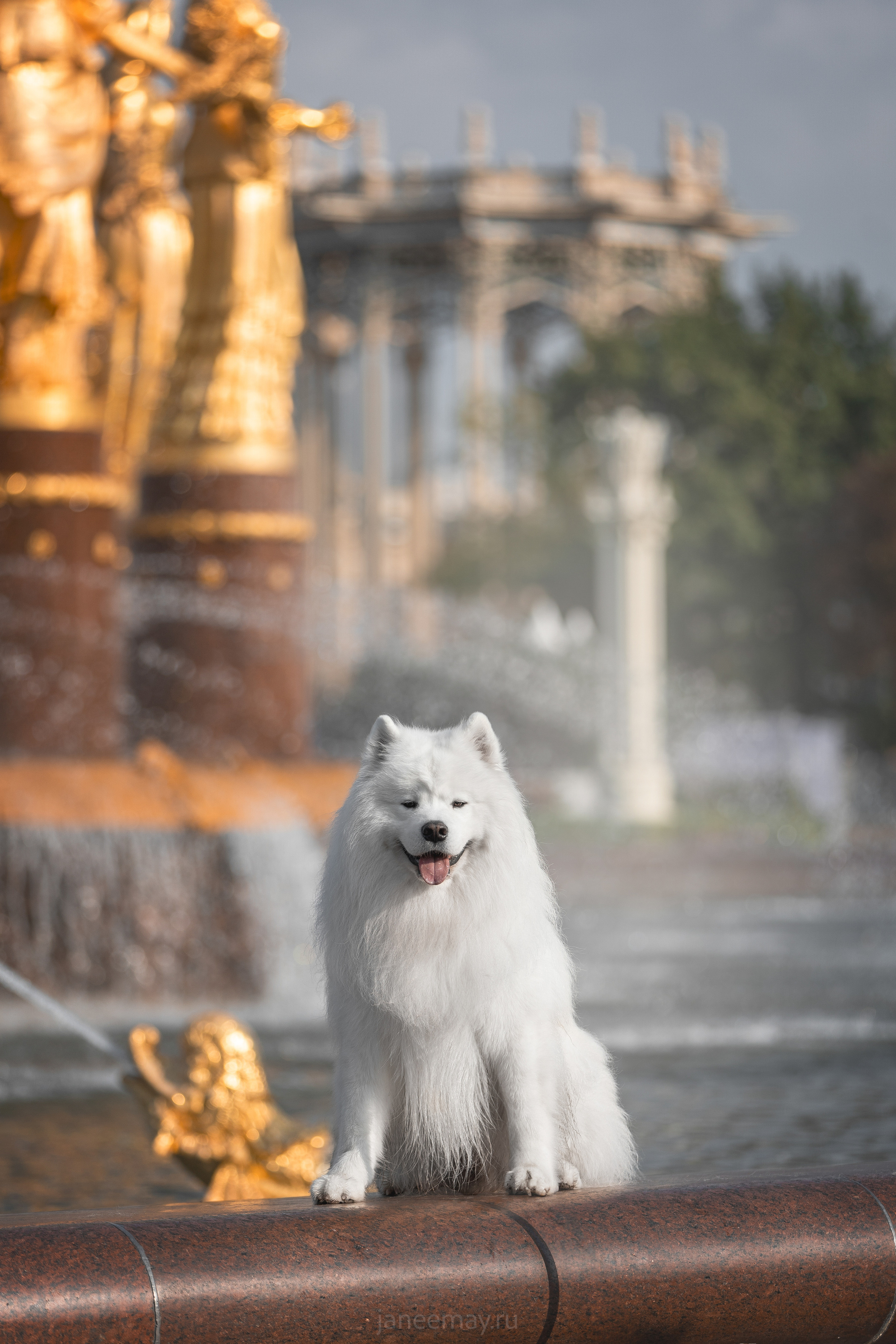 Дана, Никос, Теди и Люкс. Фотограф анималист в Москве Майорова Евгения