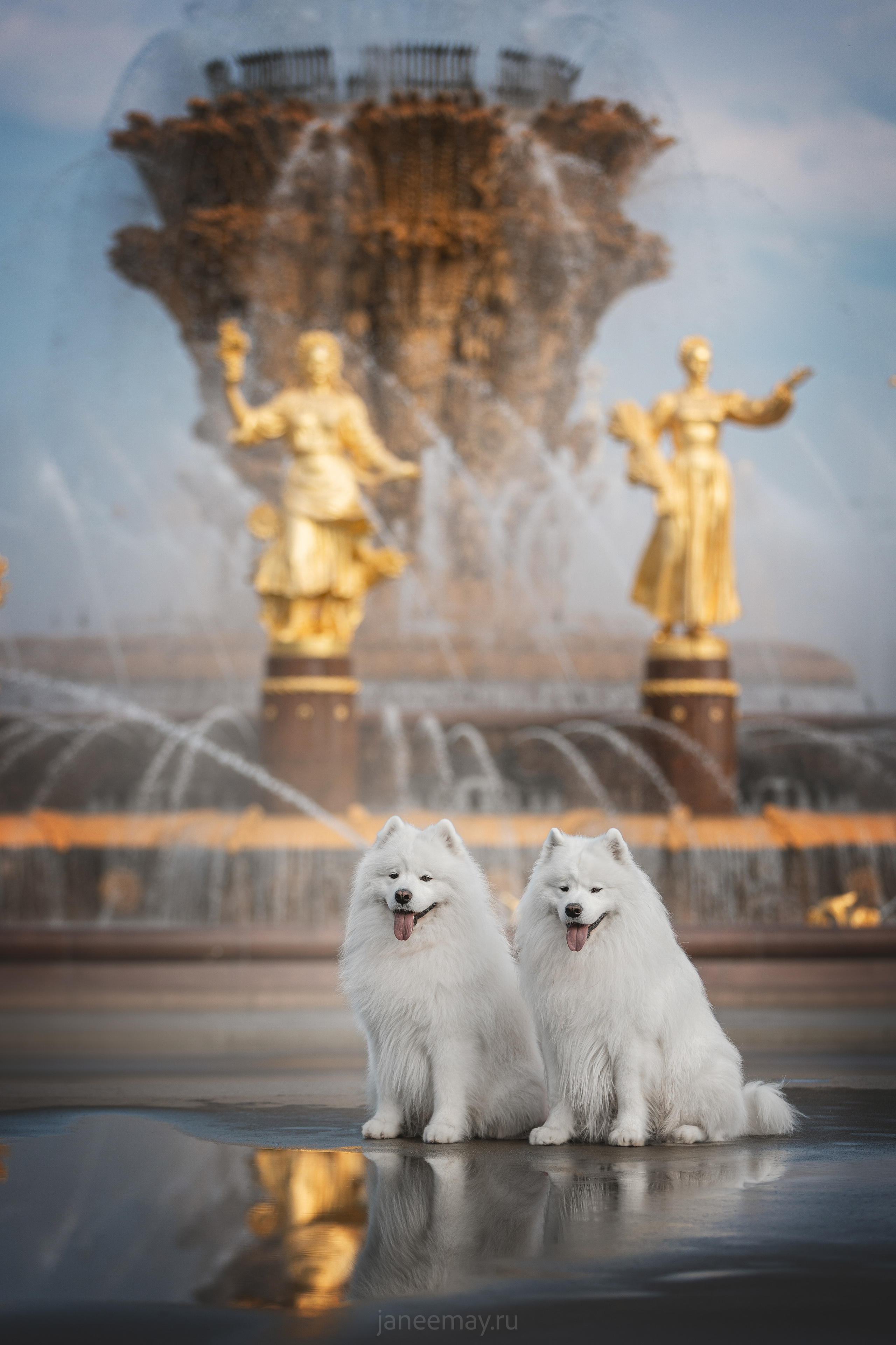 Дана, Никос, Теди и Люкс. Фотограф анималист в Москве Майорова Евгения