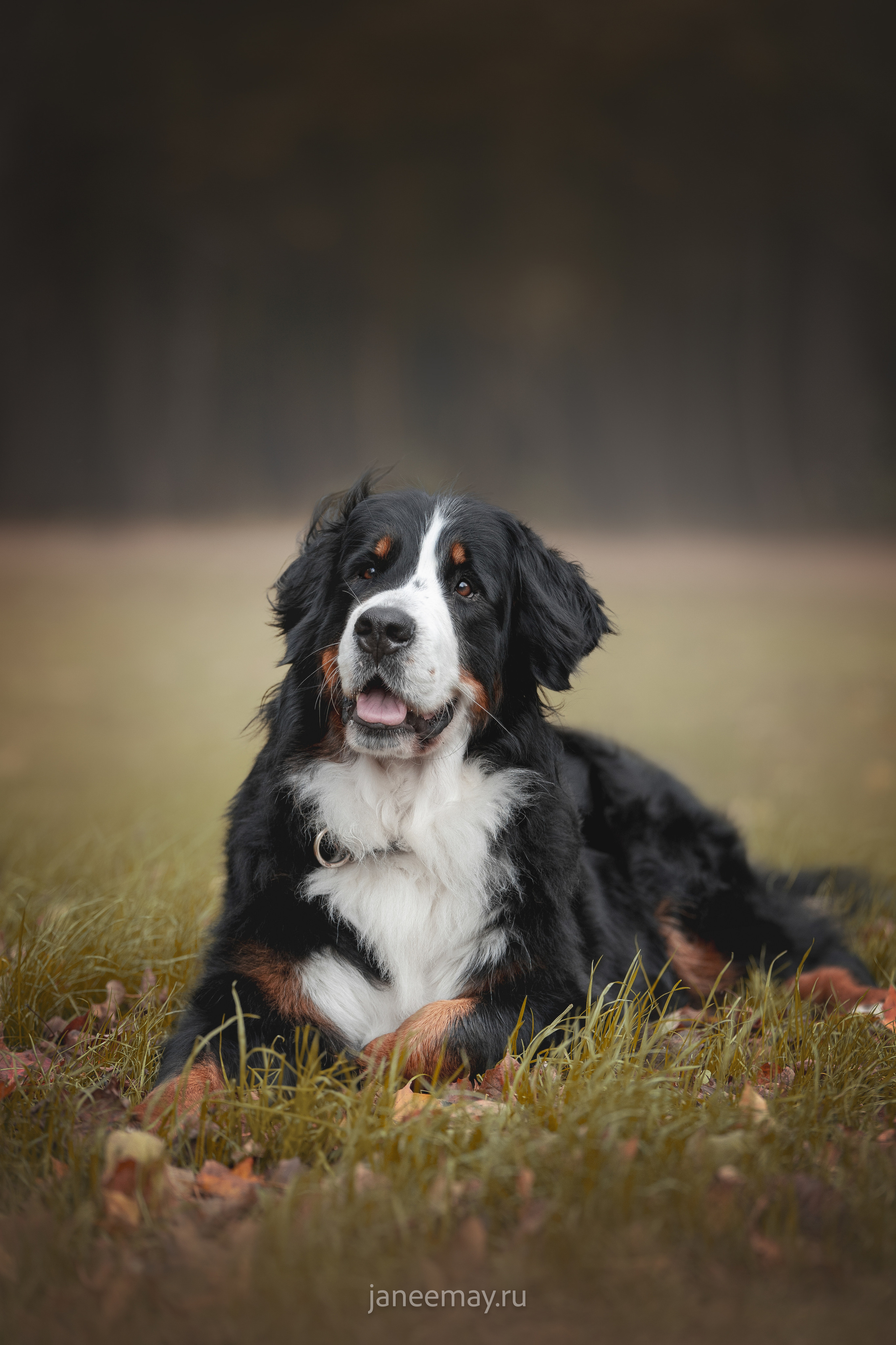 Ирина, Сергей и Твикси. Фотограф анималист в Москве Майорова Евгения