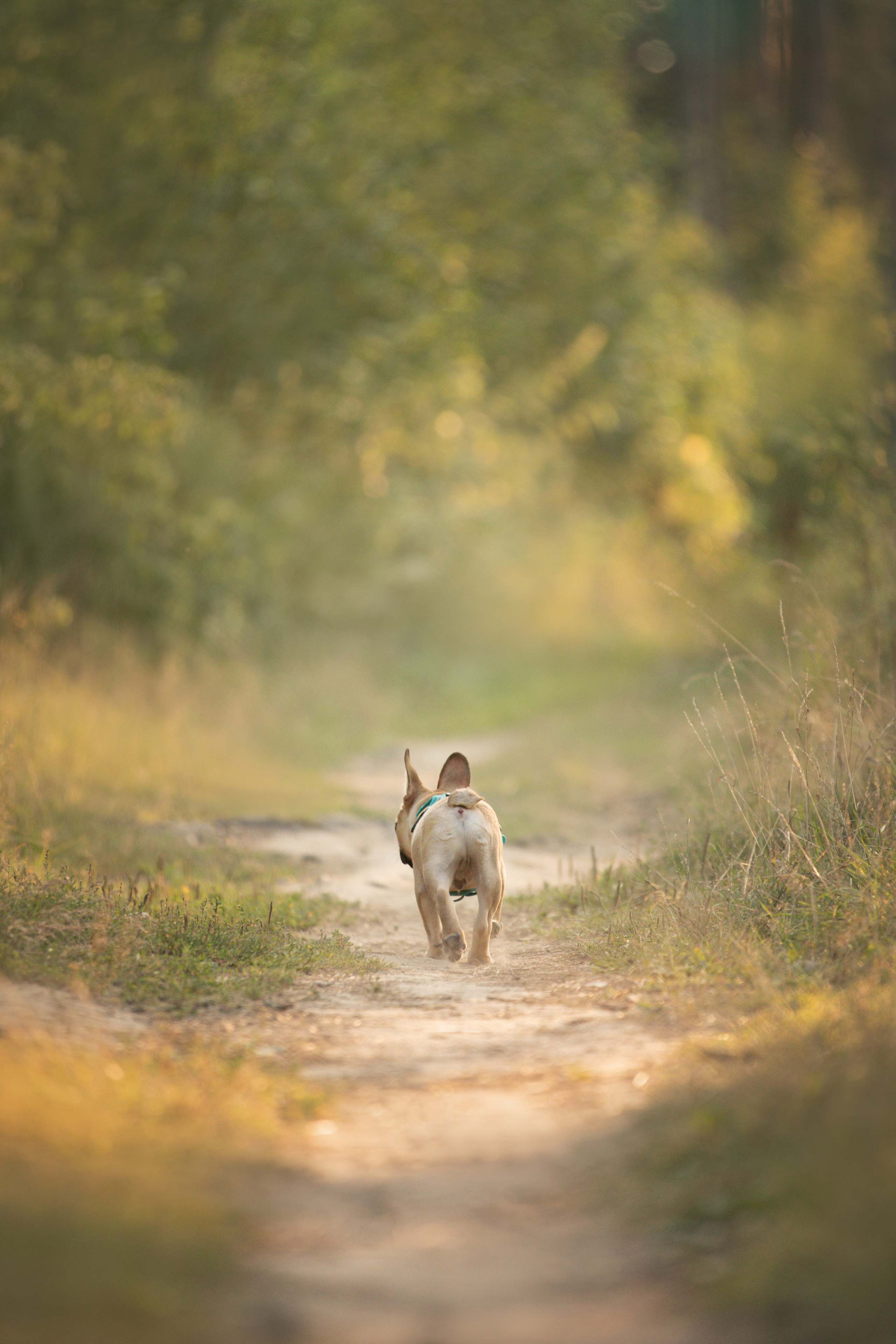 Валерия и Финик. Фотограф анималист в Москве Майорова Евгения