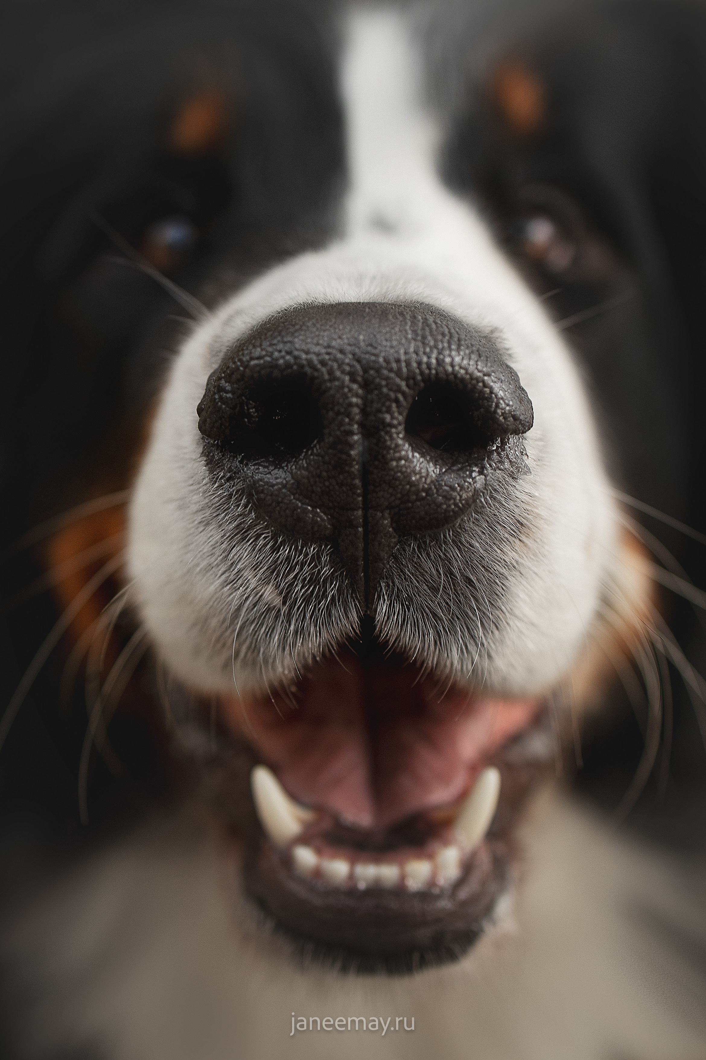 Ирина, Сергей и Твикси. Фотограф анималист в Москве Майорова Евгения