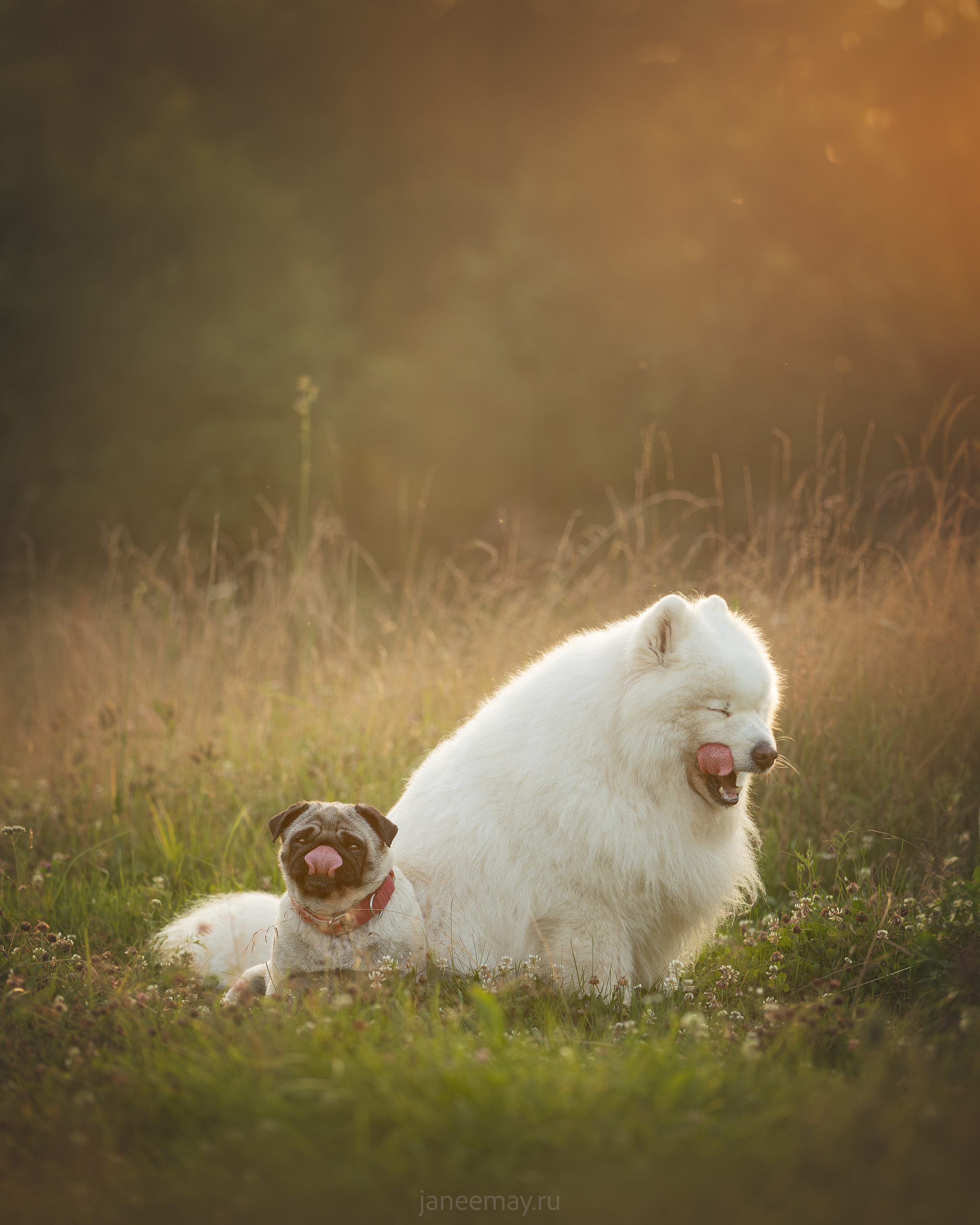 Фото собак, животных летом. Фотограф анималист в Москве Майорова Евгения