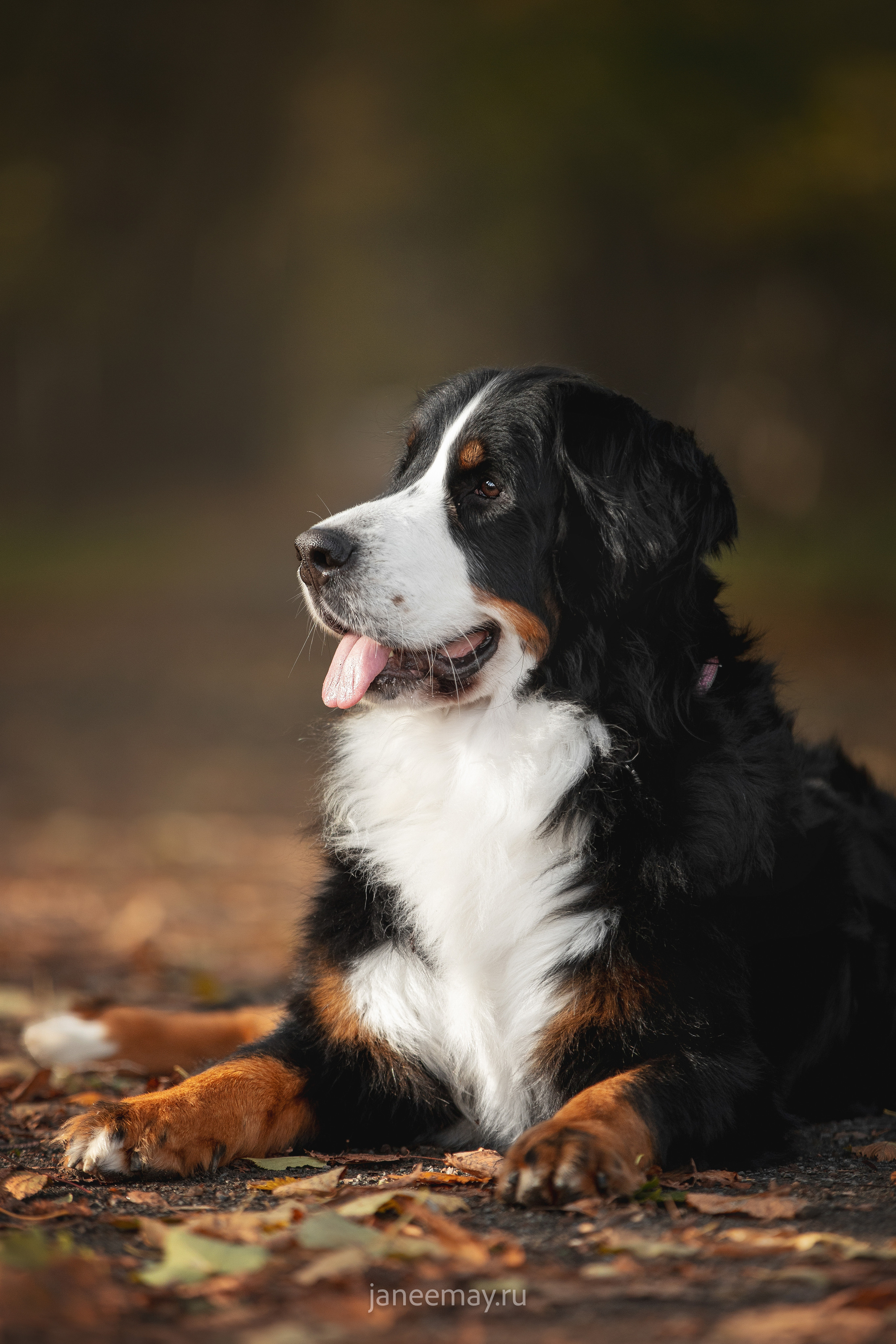 Ирина, Сергей и Твикси. Фотограф анималист в Москве Майорова Евгения