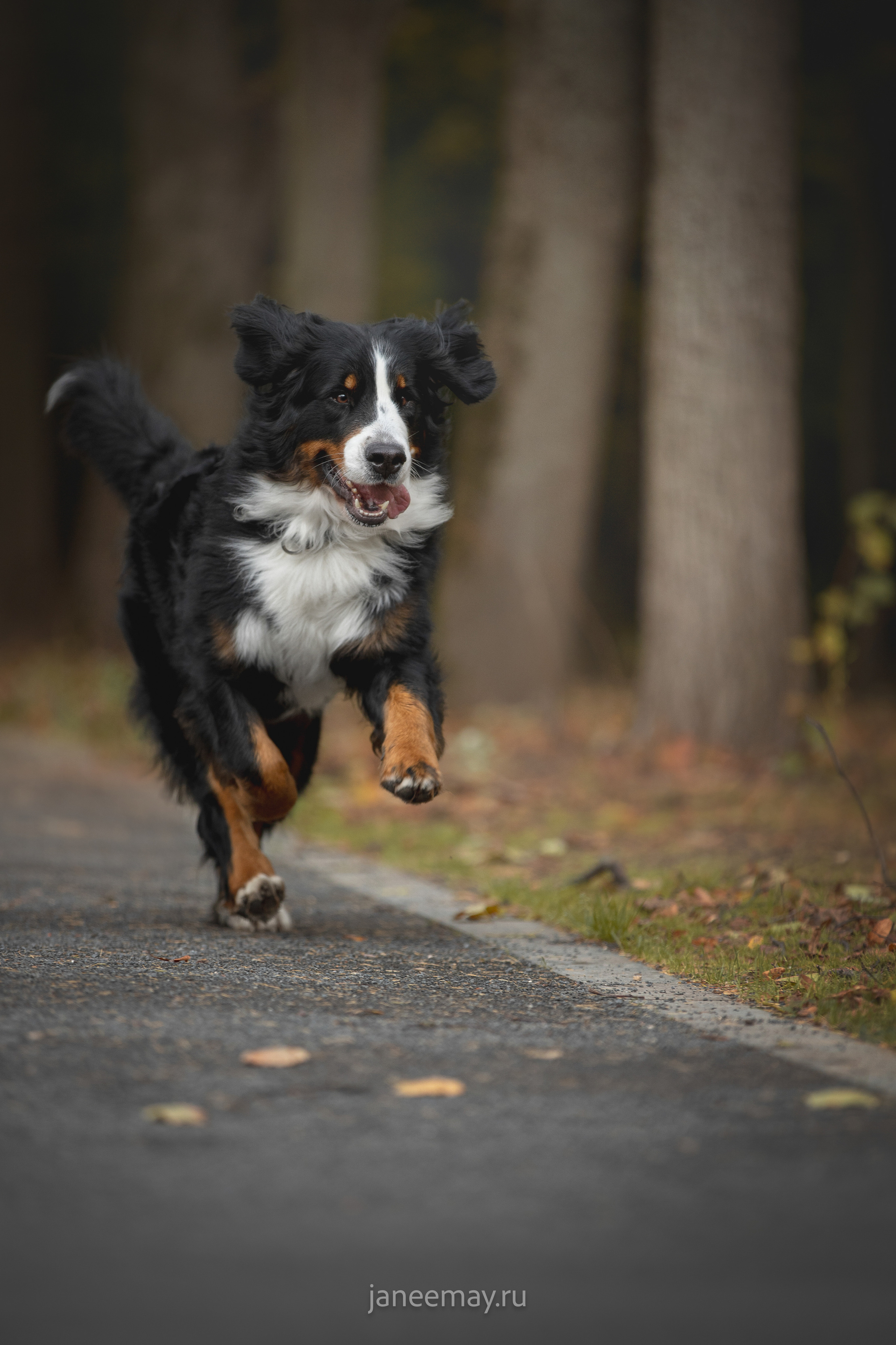 Ирина, Сергей и Твикси. Фотограф анималист в Москве Майорова Евгения