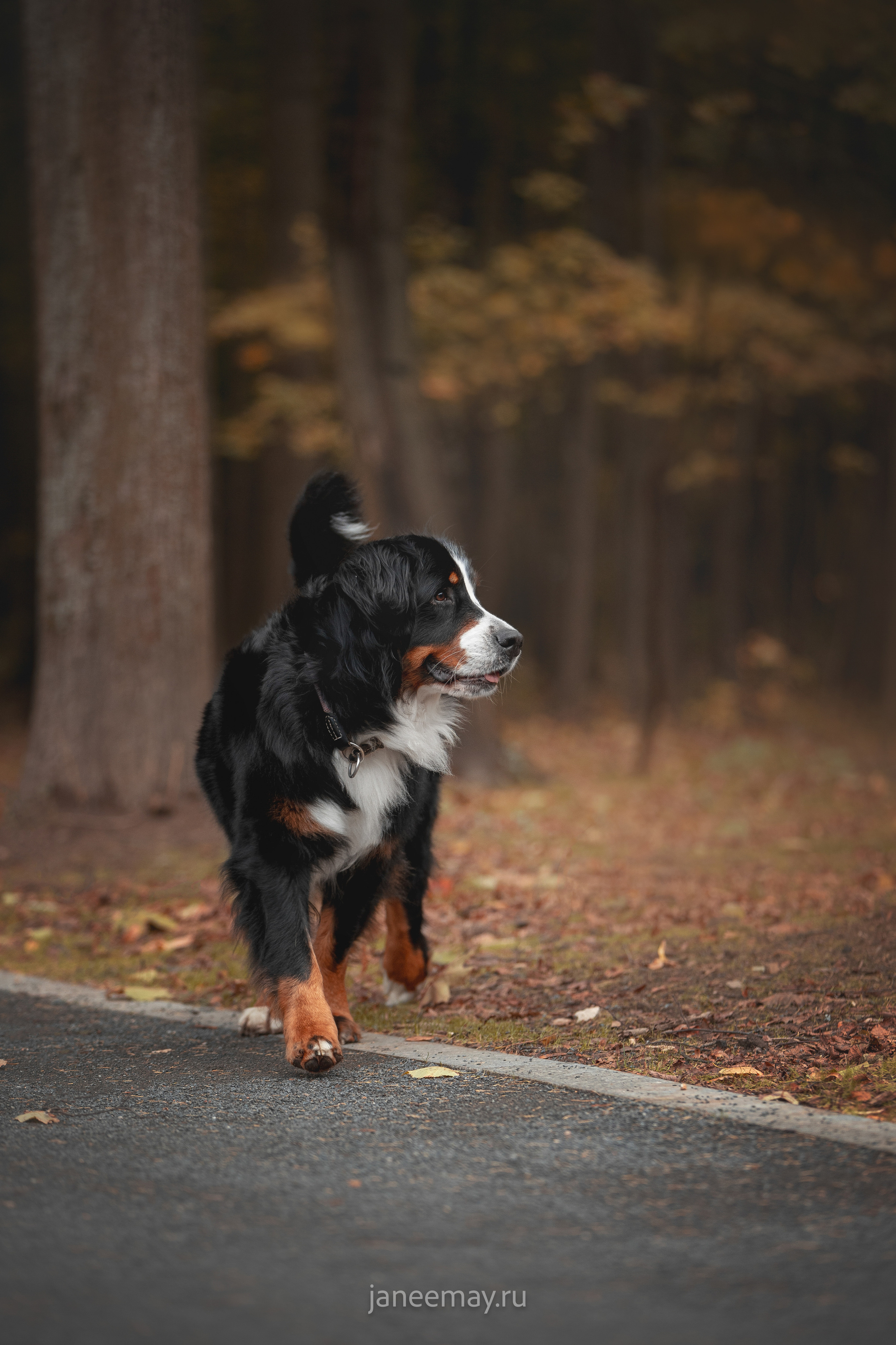Ирина, Сергей и Твикси. Фотограф анималист в Москве Майорова Евгения