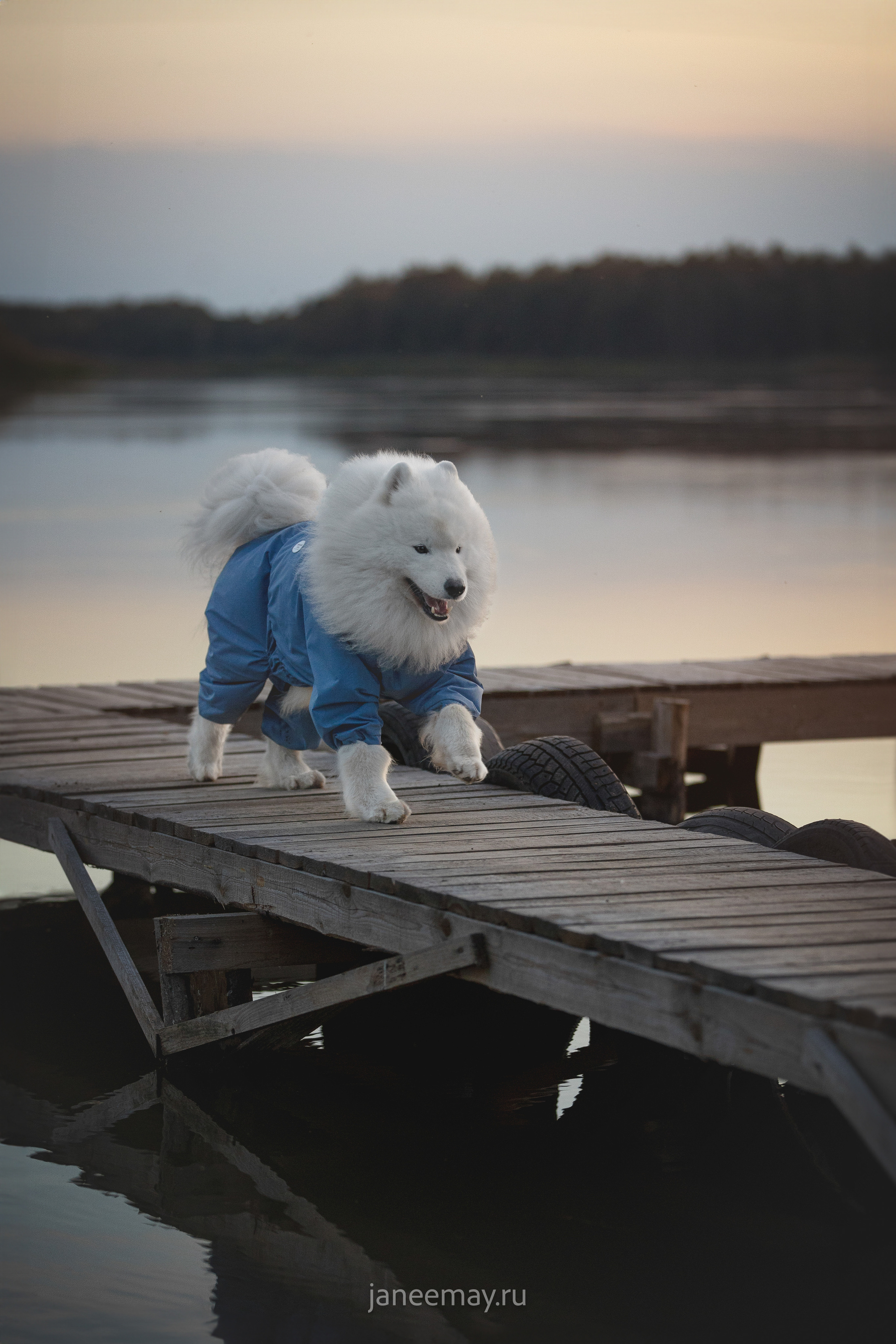 Фото собак, животных осенью. Фотограф анималист в Москве Майорова Евгения