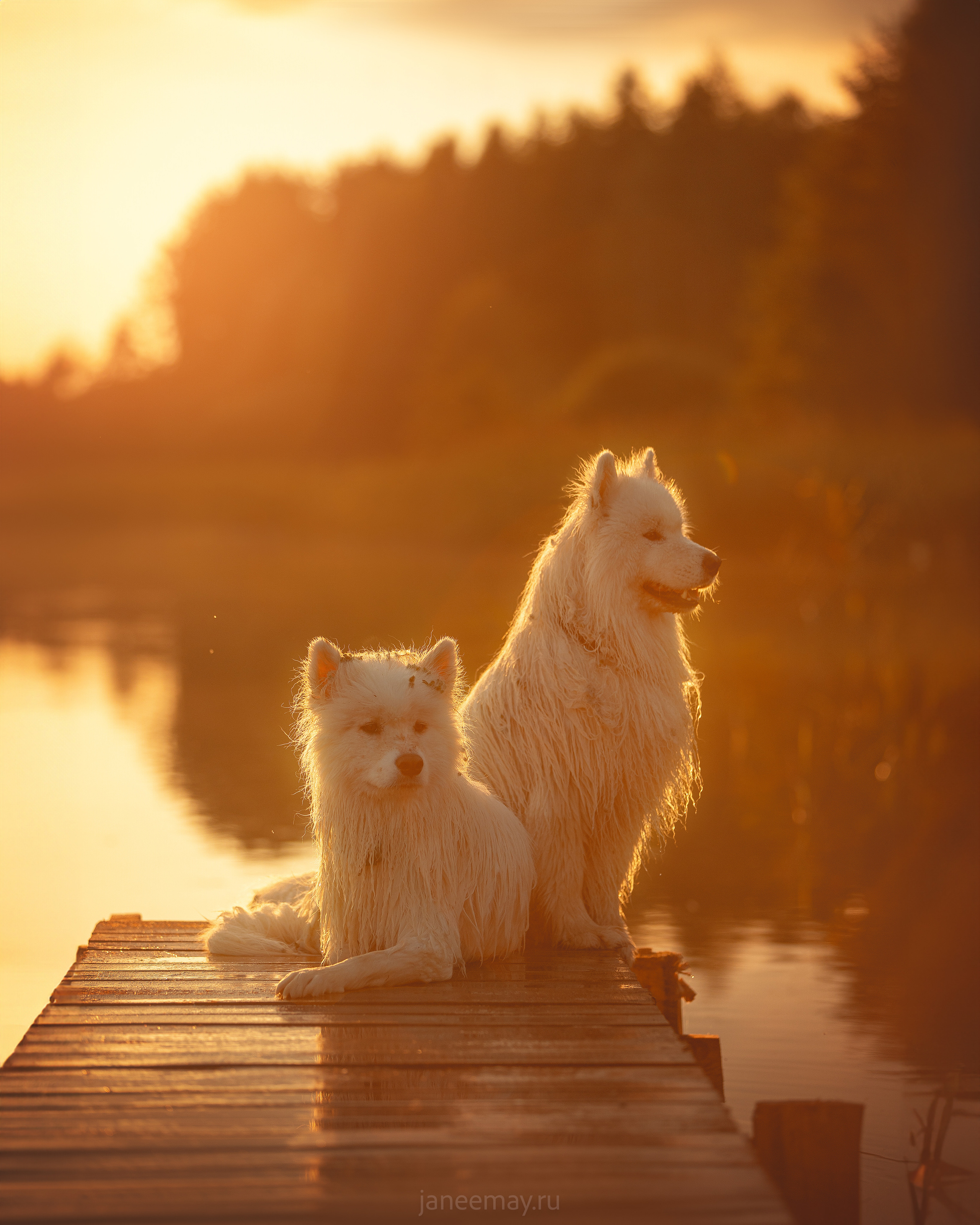 Фото собак, животных летом. Фотограф анималист в Москве Майорова Евгения