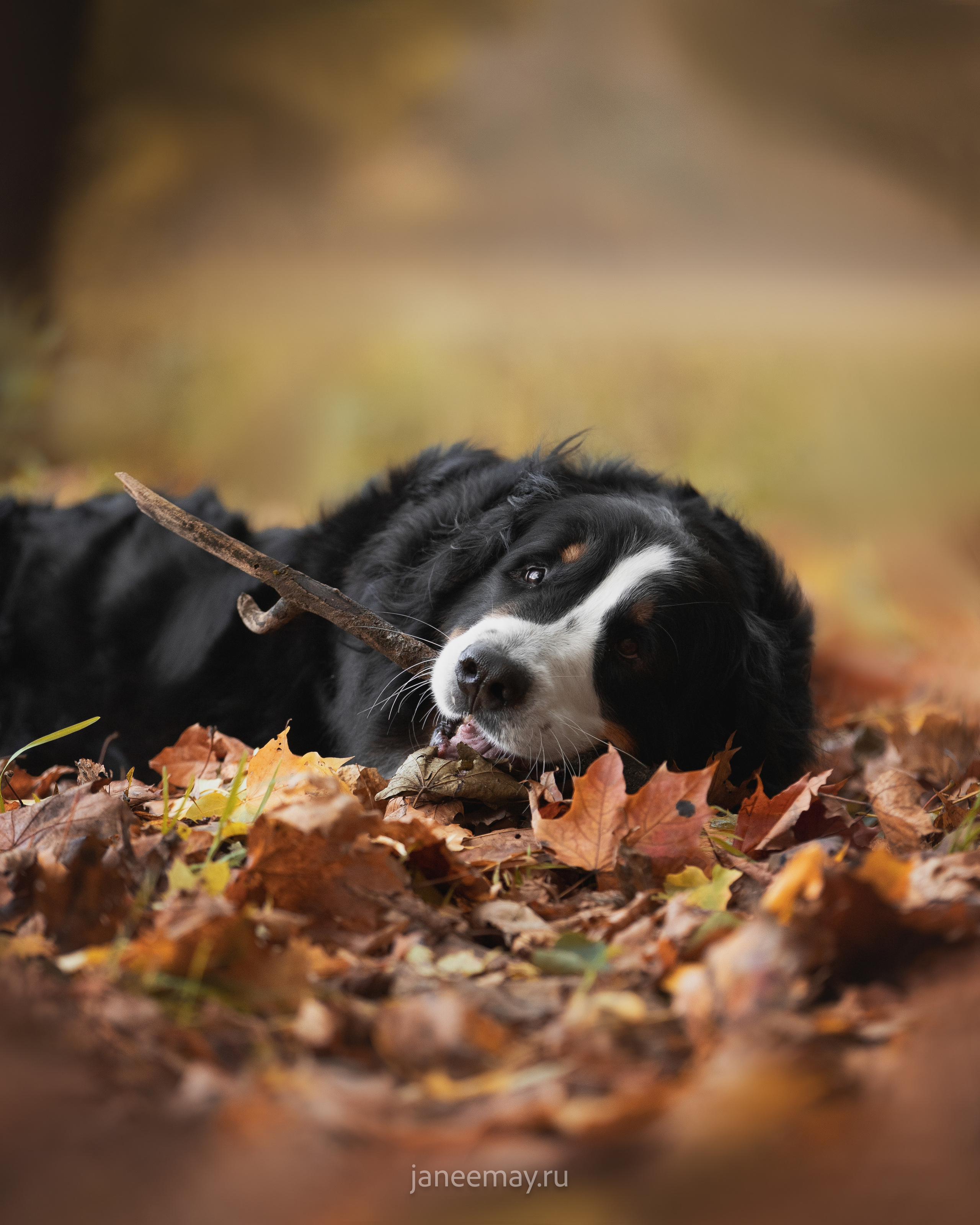 Ирина, Сергей и Твикси. Фотограф анималист в Москве Майорова Евгения