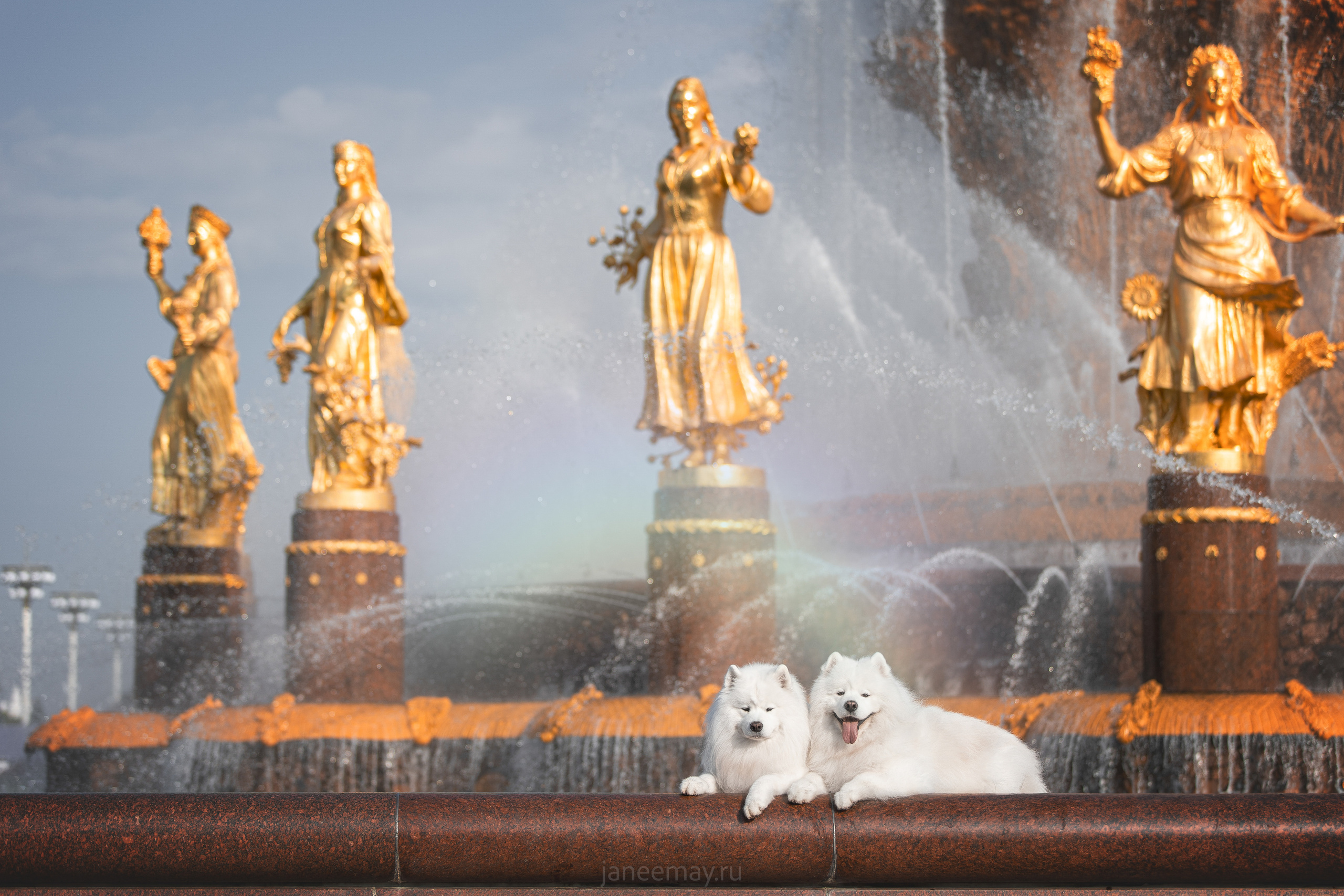 Дана, Никос, Теди и Люкс. Фотограф анималист в Москве Майорова Евгения