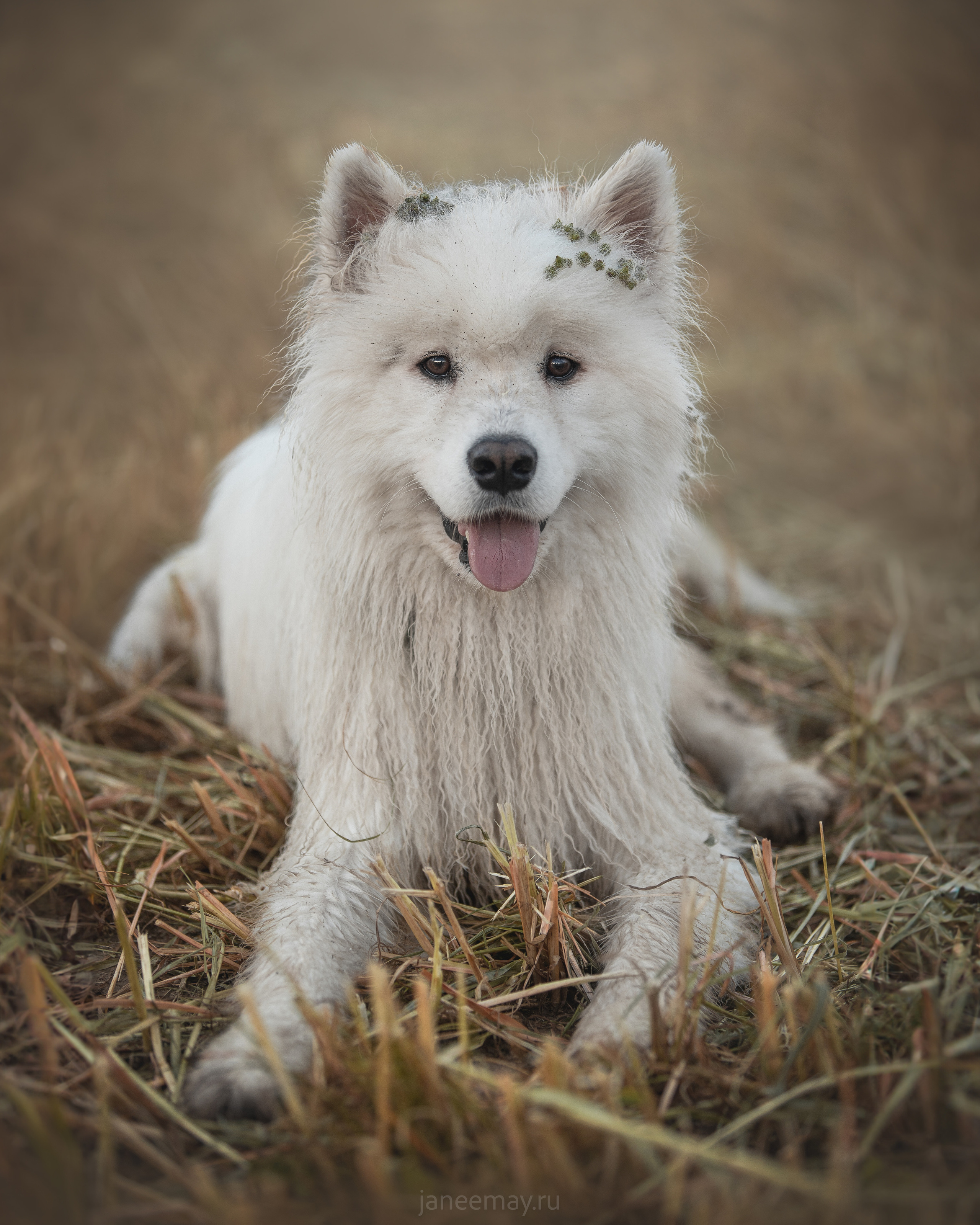 Фото собак, животных летом. Фотограф анималист в Москве Майорова Евгения
