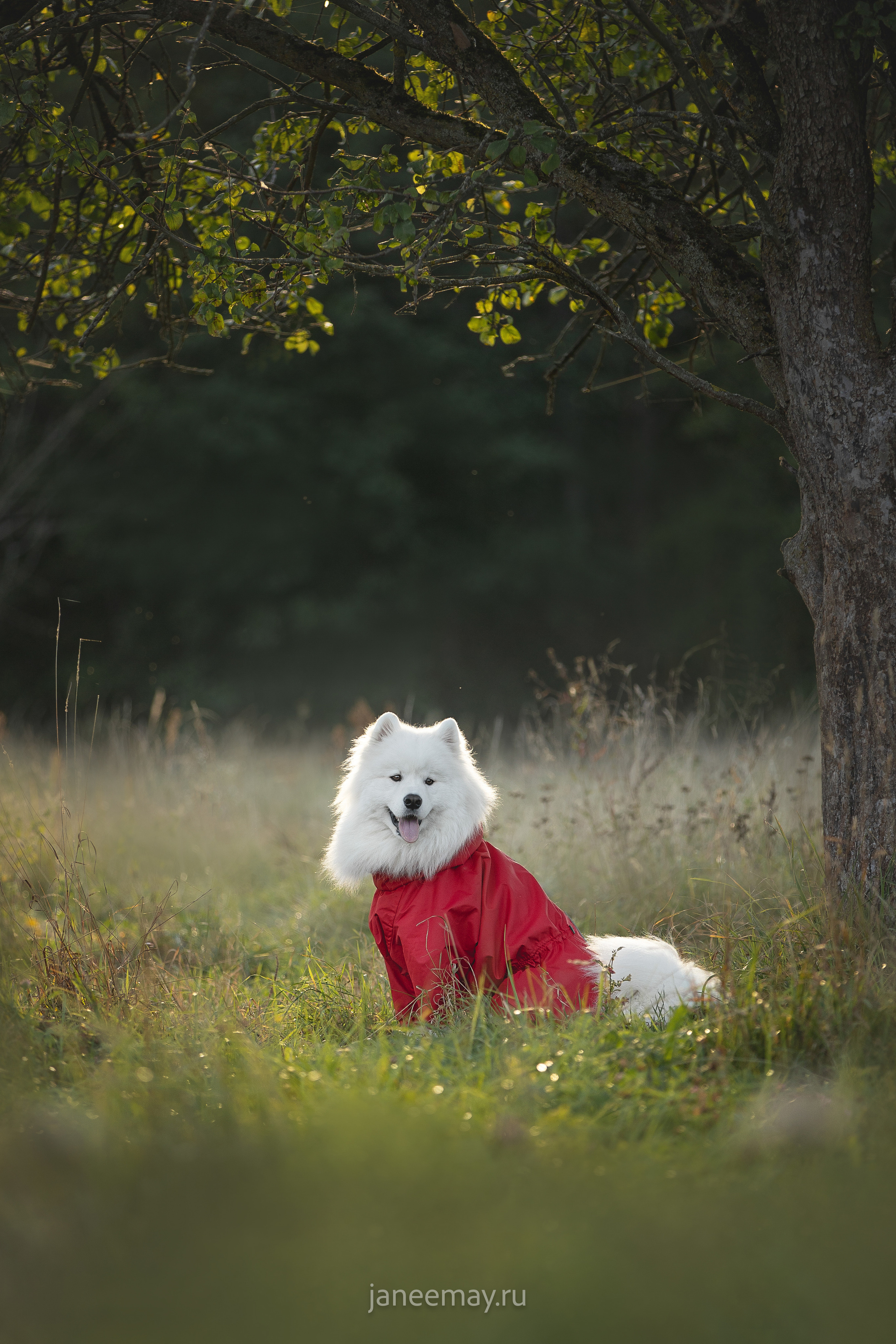 Фото собак, животных осенью. Фотограф анималист в Москве Майорова Евгения