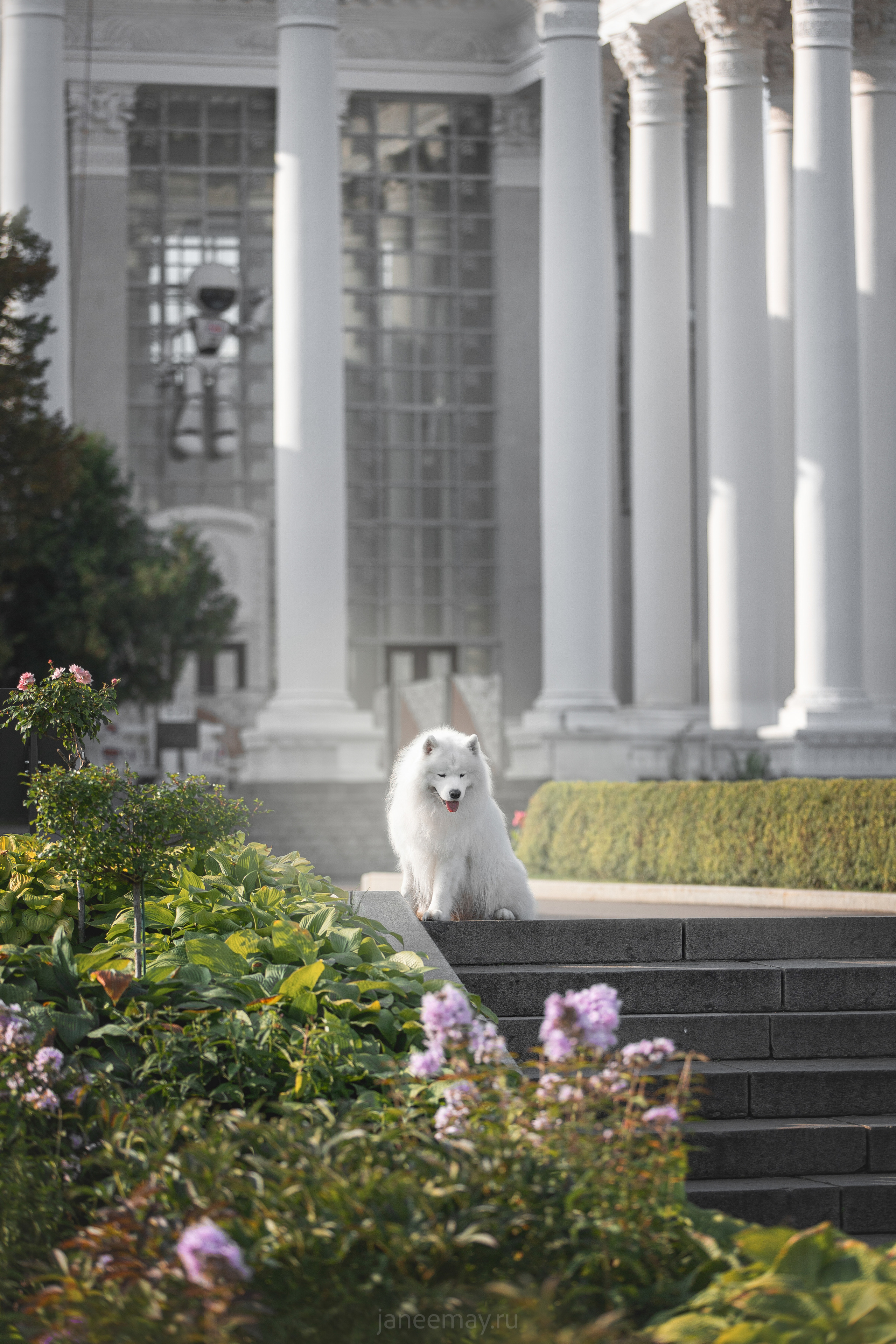 Дана, Никос, Теди и Люкс. Фотограф анималист в Москве Майорова Евгения