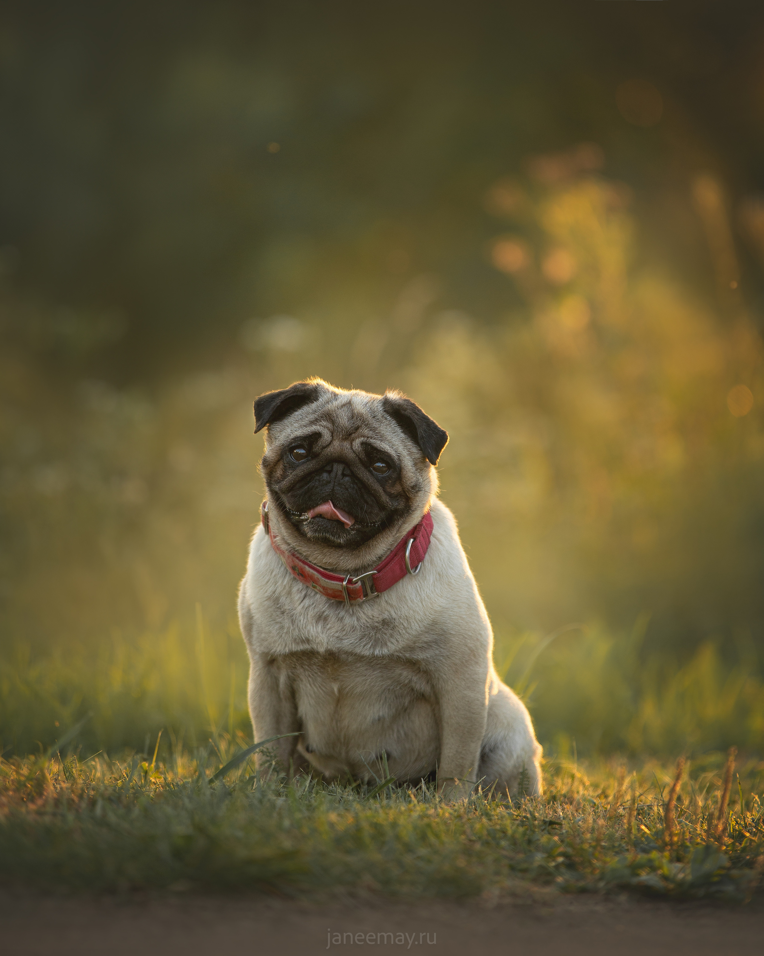 Фото собак, животных летом. Фотограф анималист в Москве Майорова Евгения