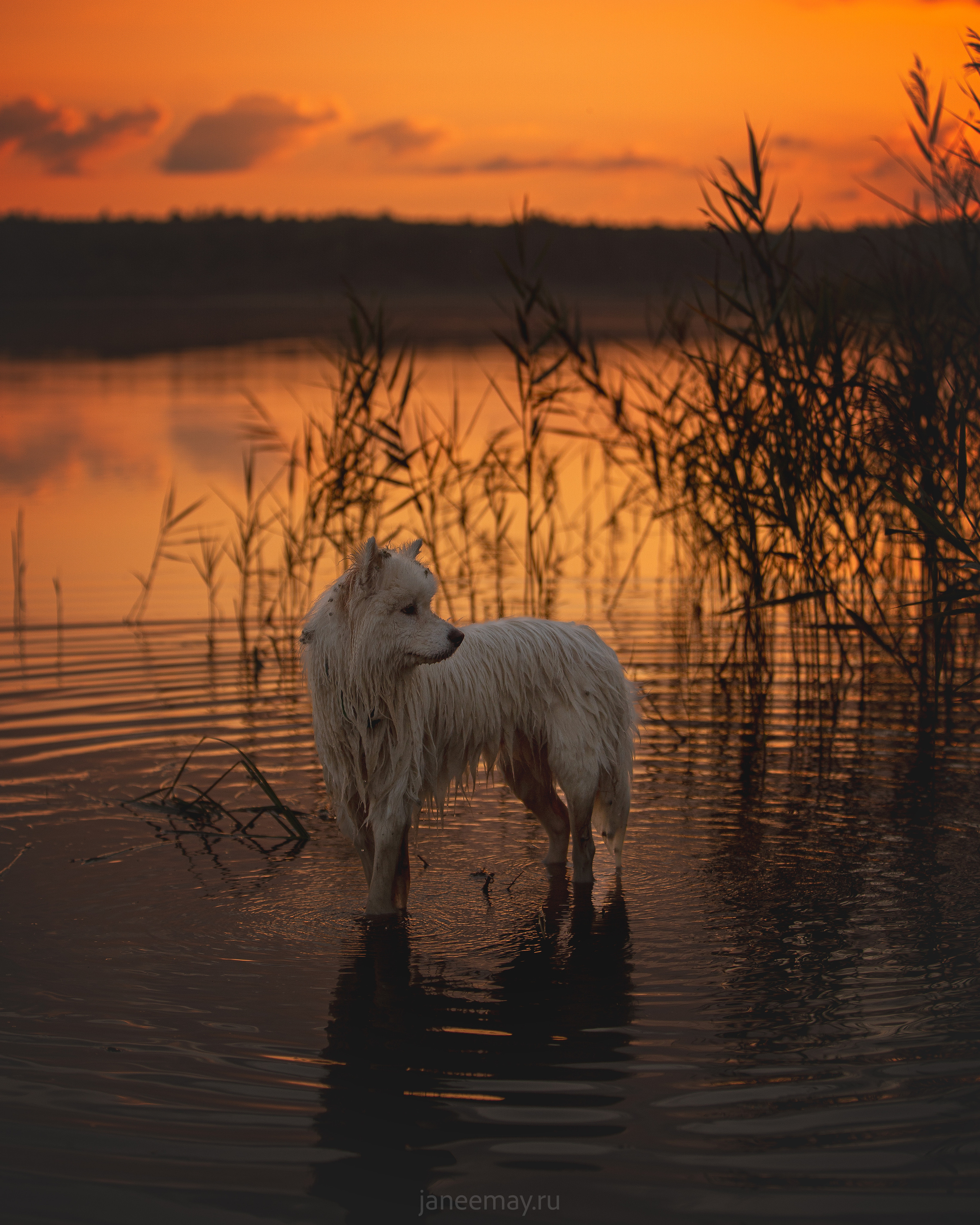 Фото собак, животных летом. Фотограф анималист в Москве Майорова Евгения