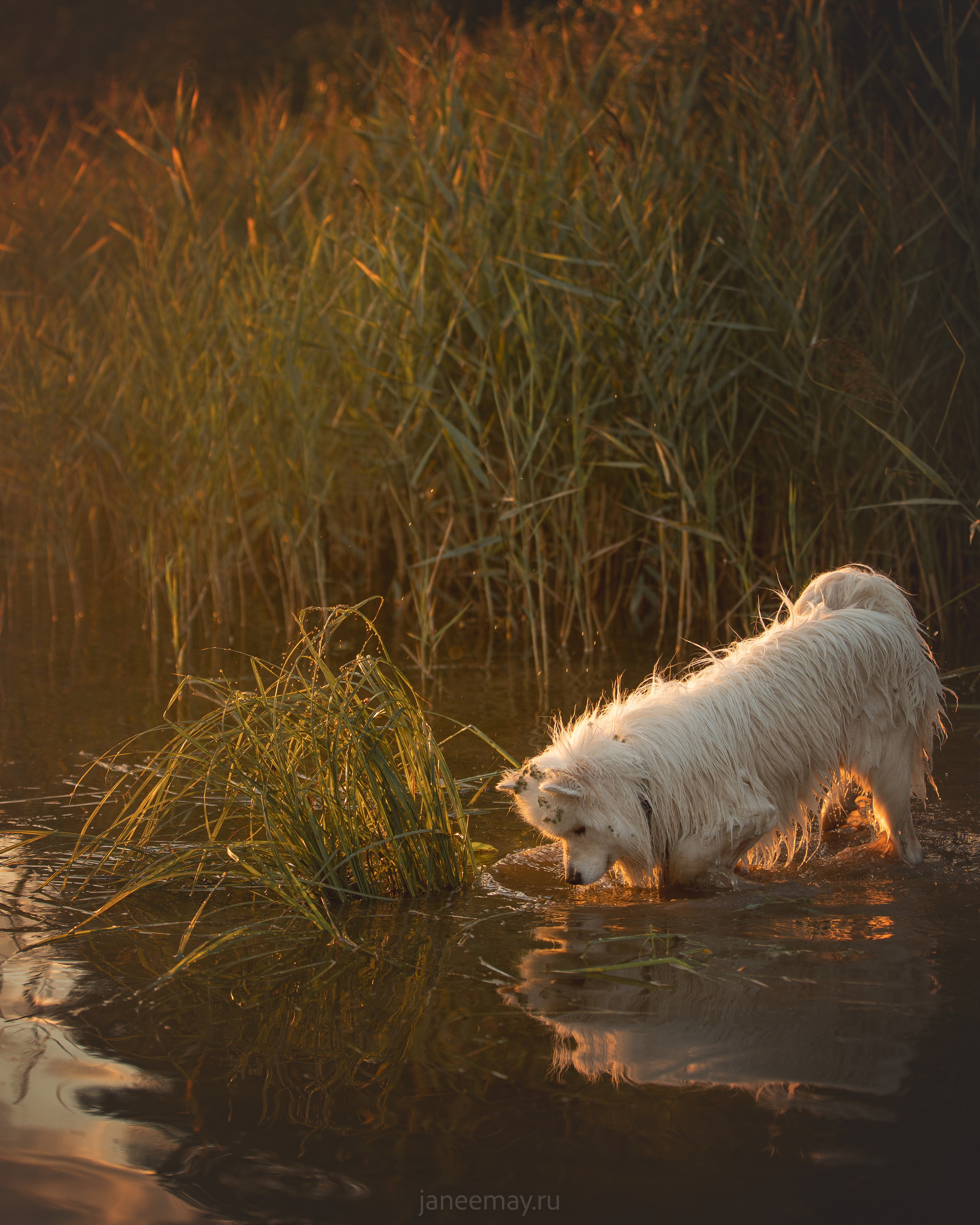 Фото собак, животных летом. Фотограф анималист в Москве Майорова Евгения