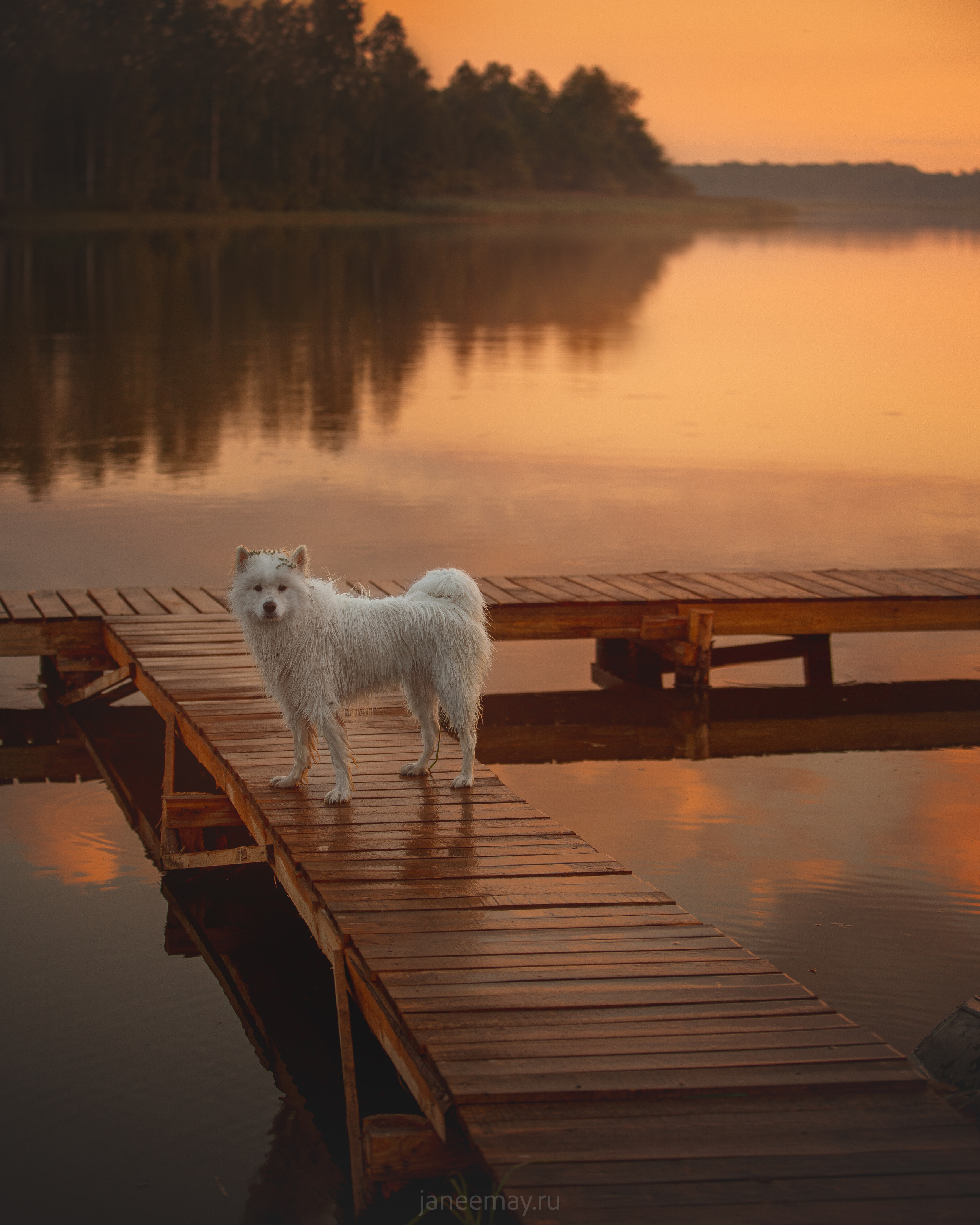 Фото собак, животных летом. Фотограф анималист в Москве Майорова Евгения