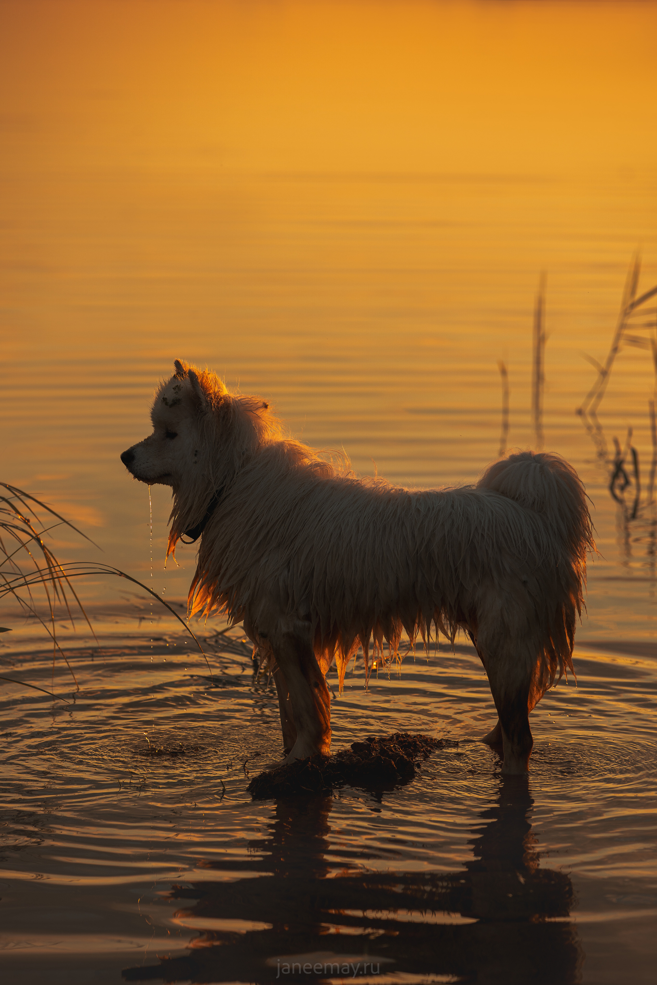 Фото собак, животных летом. Фотограф анималист в Москве Майорова Евгения
