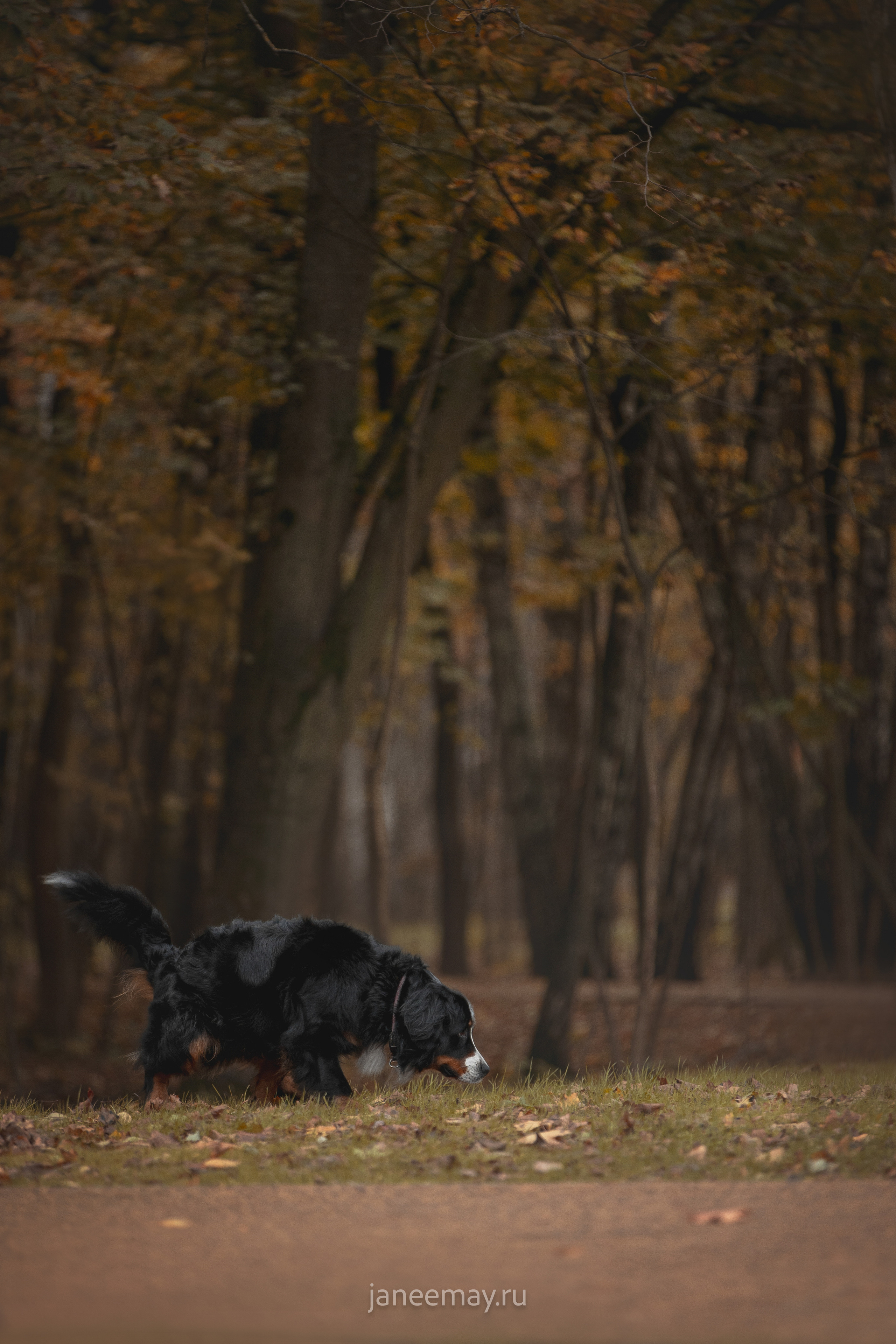 Ирина, Сергей и Твикси. Фотограф анималист в Москве Майорова Евгения
