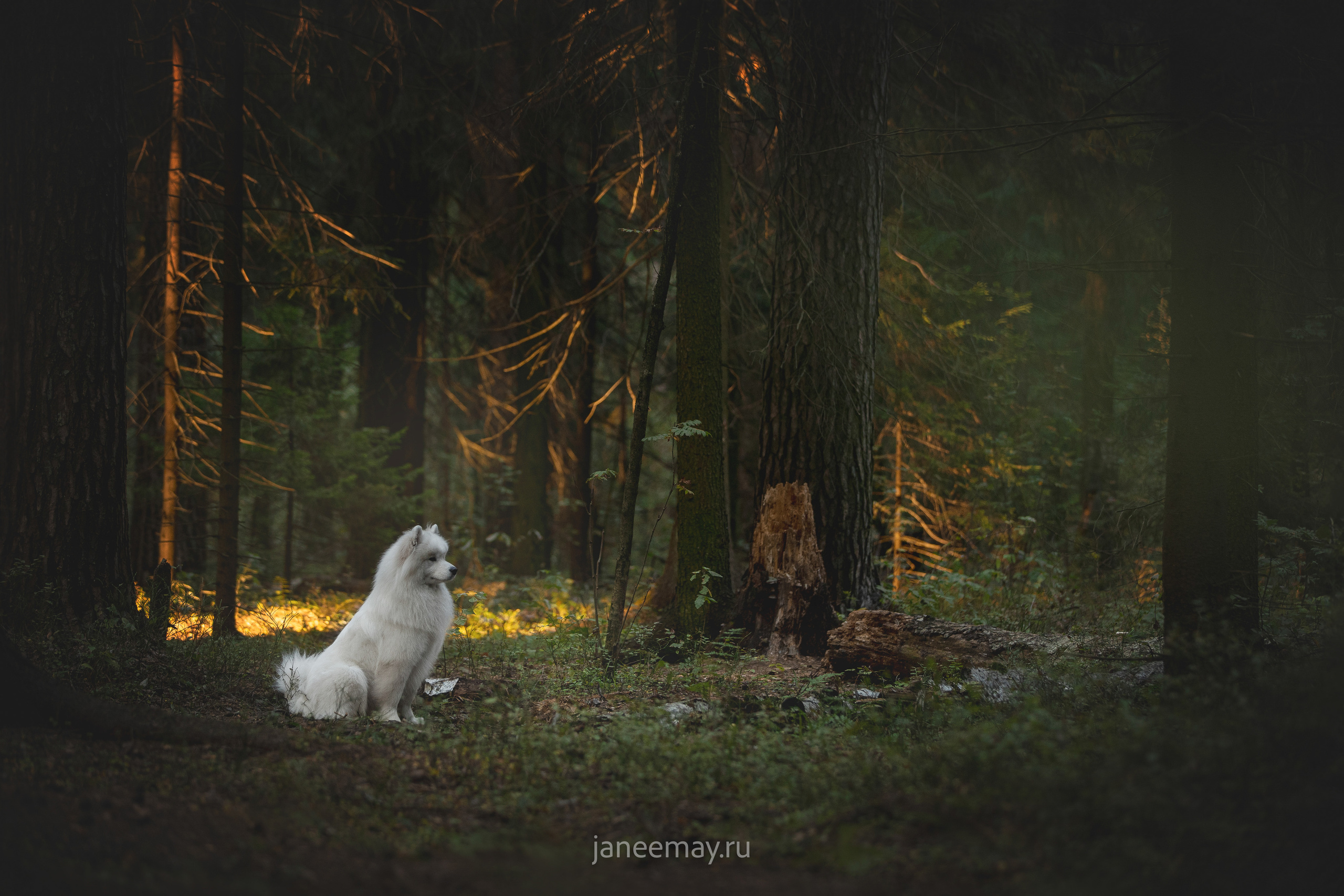 Фото собак, животных осенью. Фотограф анималист в Москве Майорова Евгения